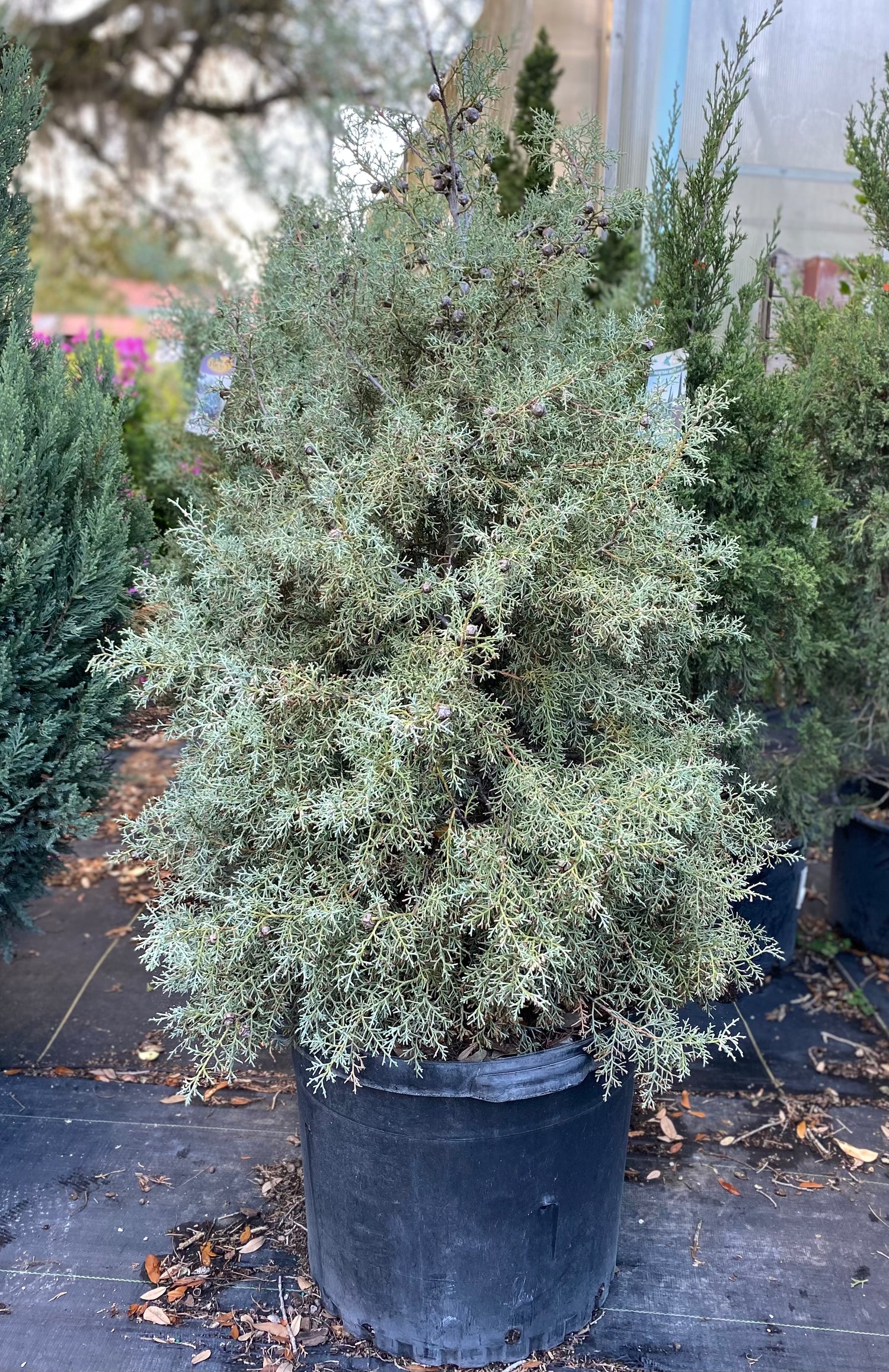 Carolina Sapphire Cypress