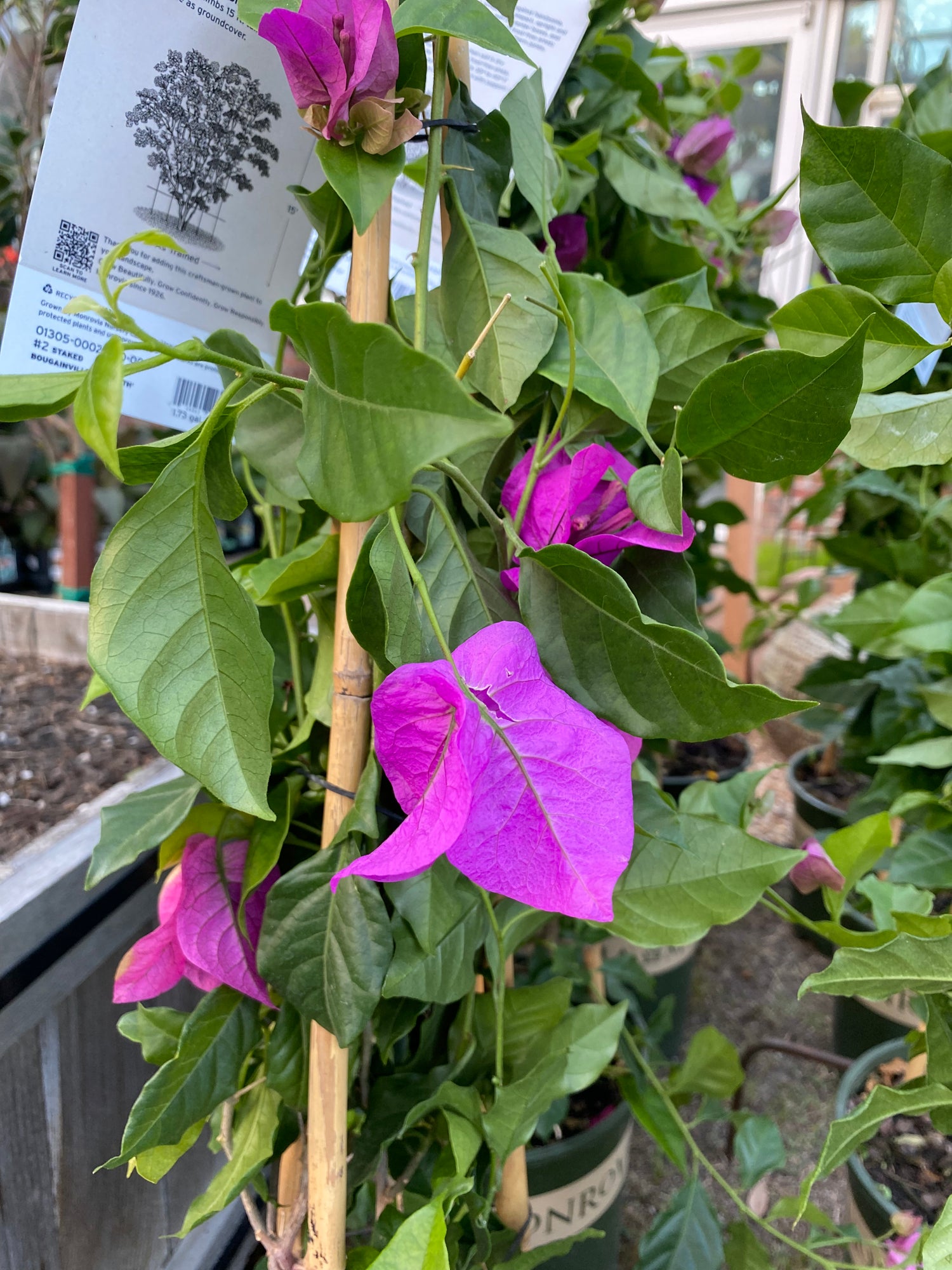 Purple Queen Bougainvillea