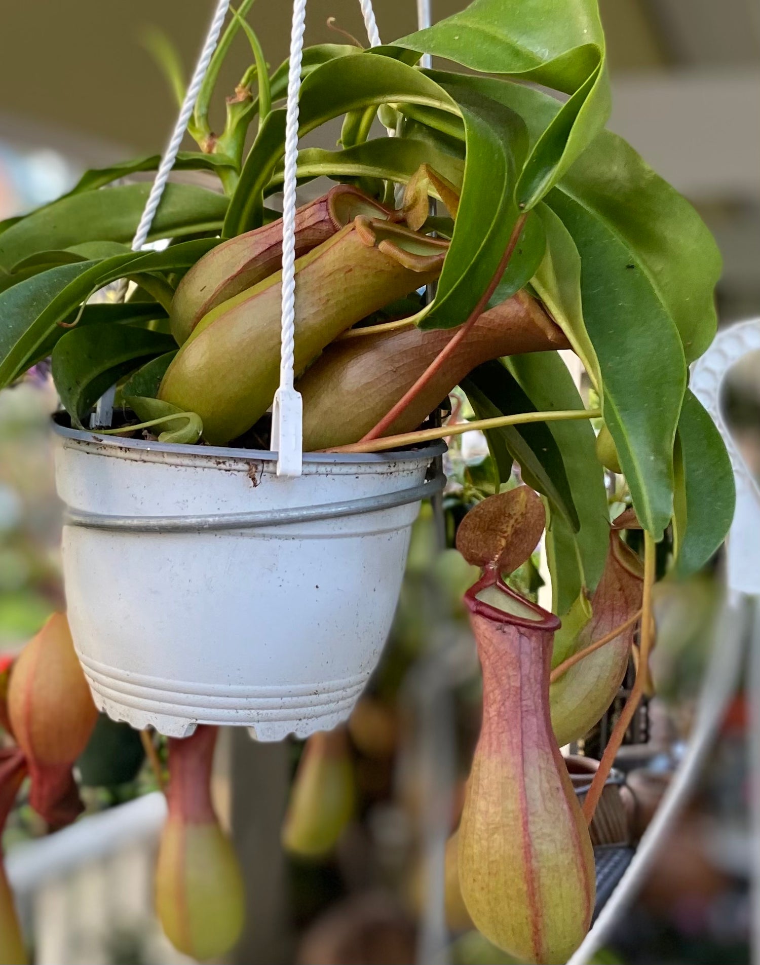 Pitcher Plant - Nepenthes Alata 6"