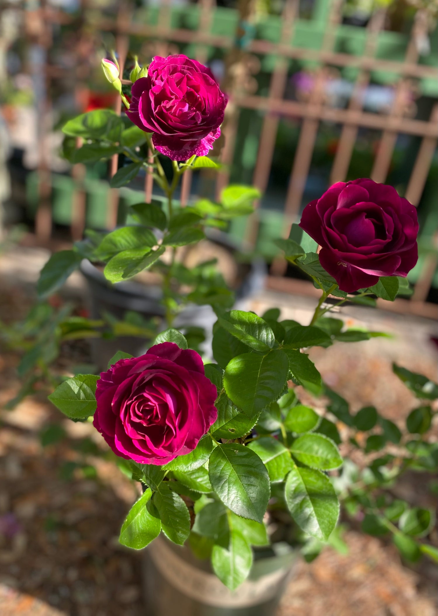 Twilight Zone Grandiflora Roses