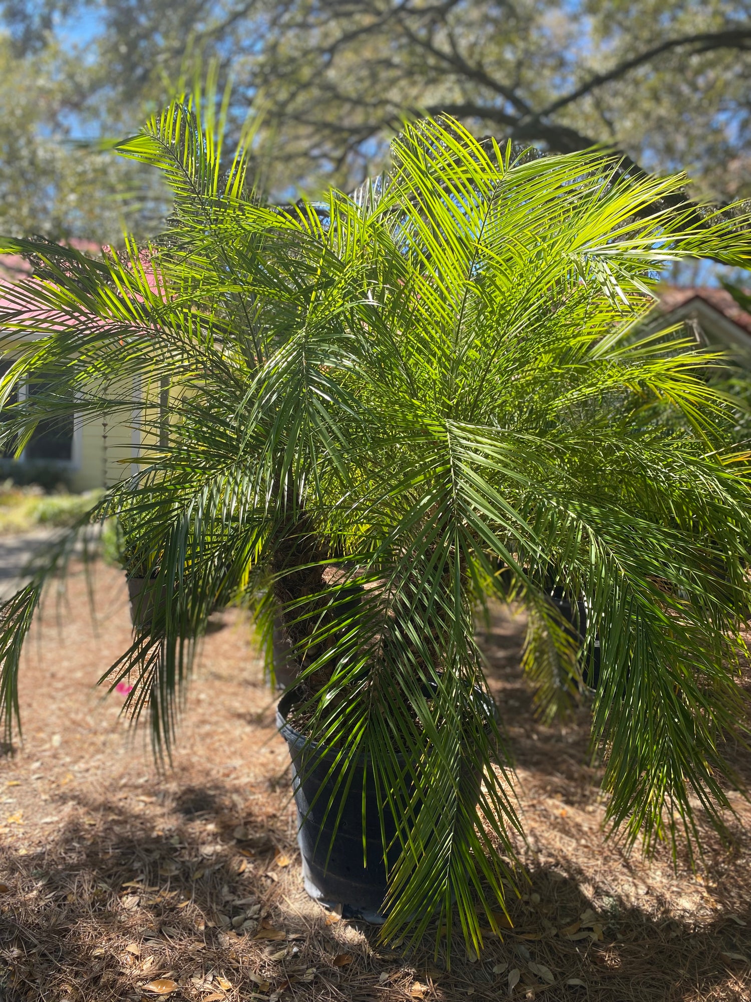 Robellini Palm