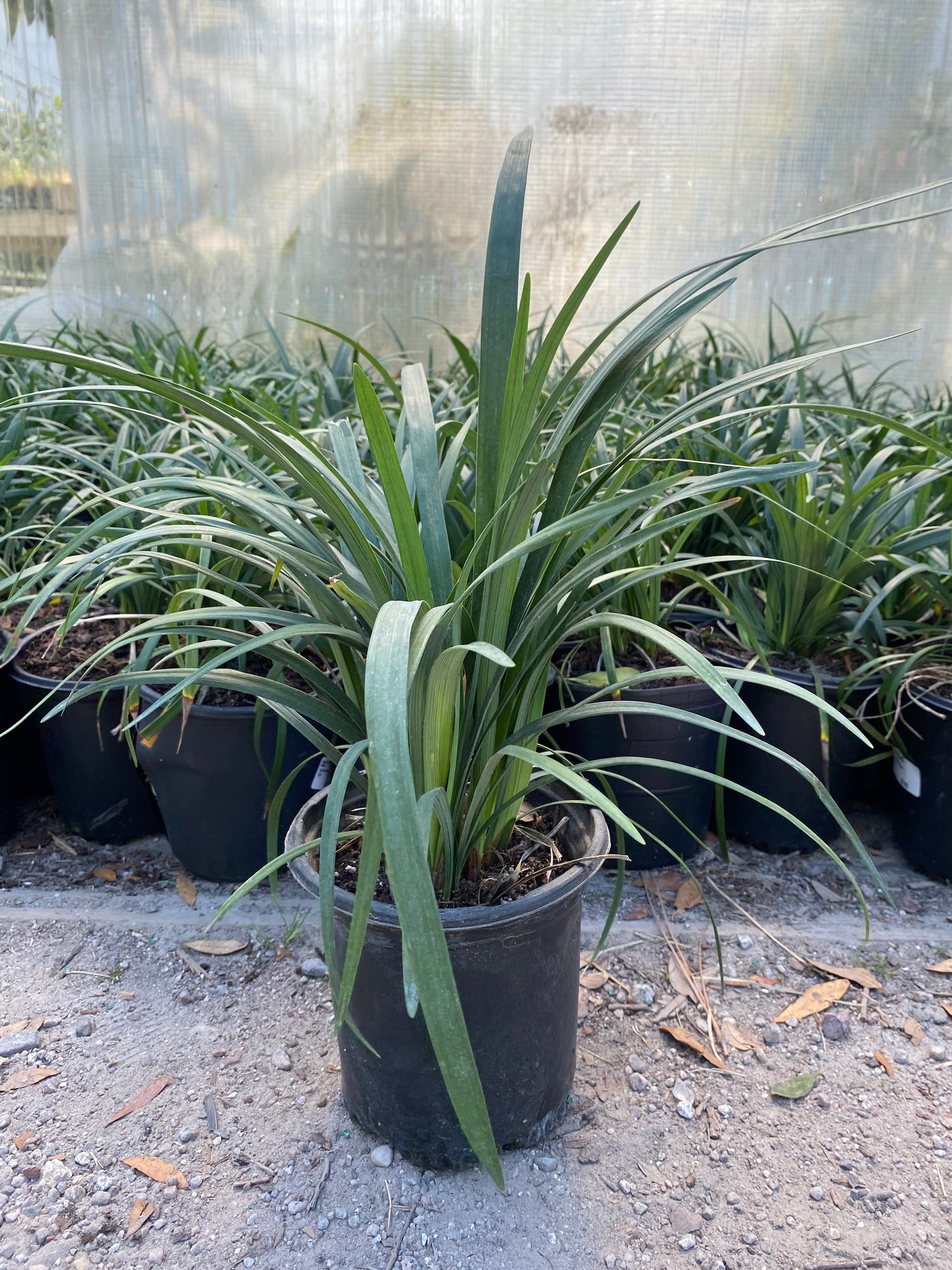 Super Blue Liriope