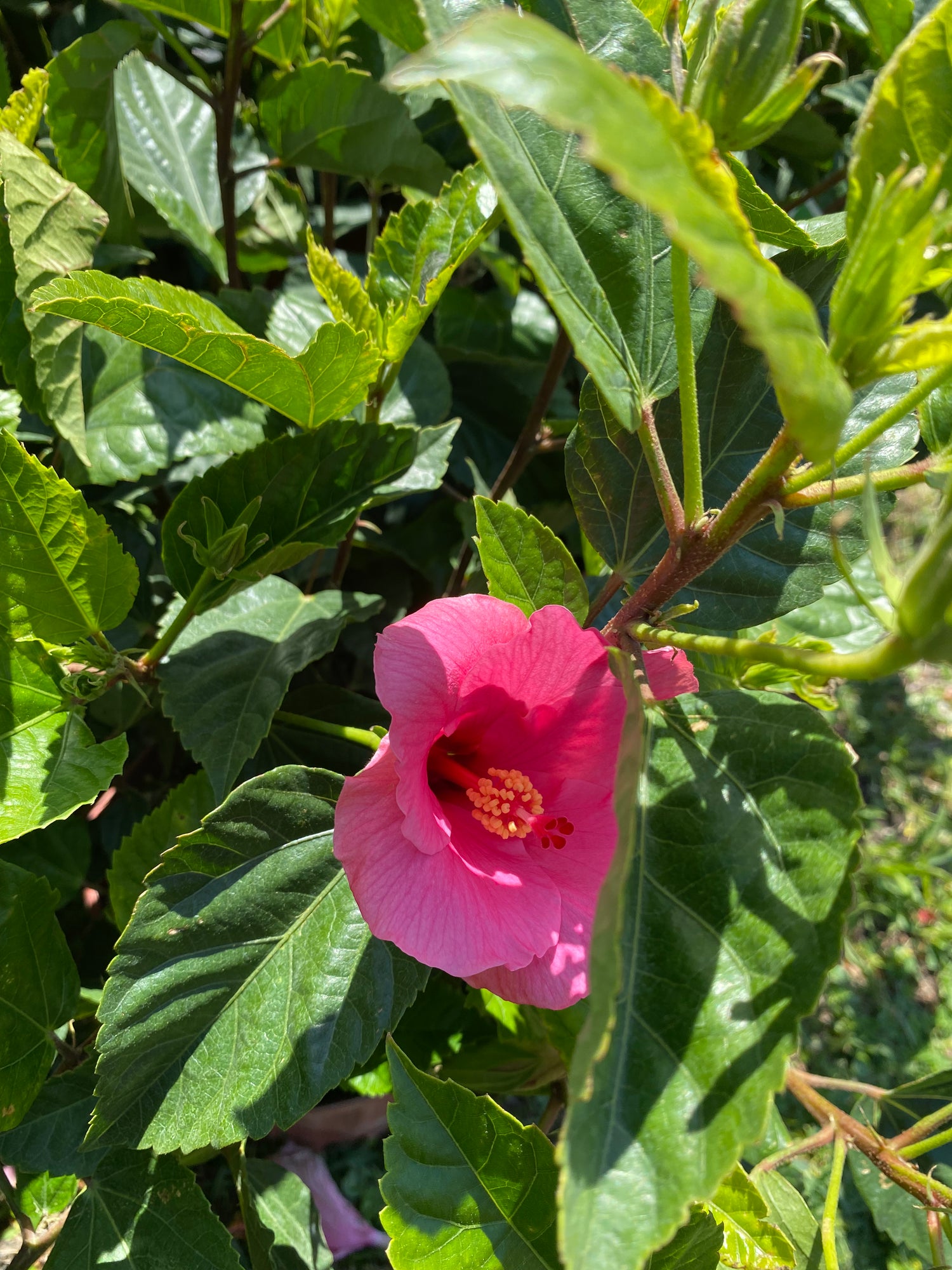 Hibiscus Bush - Seminole Pink