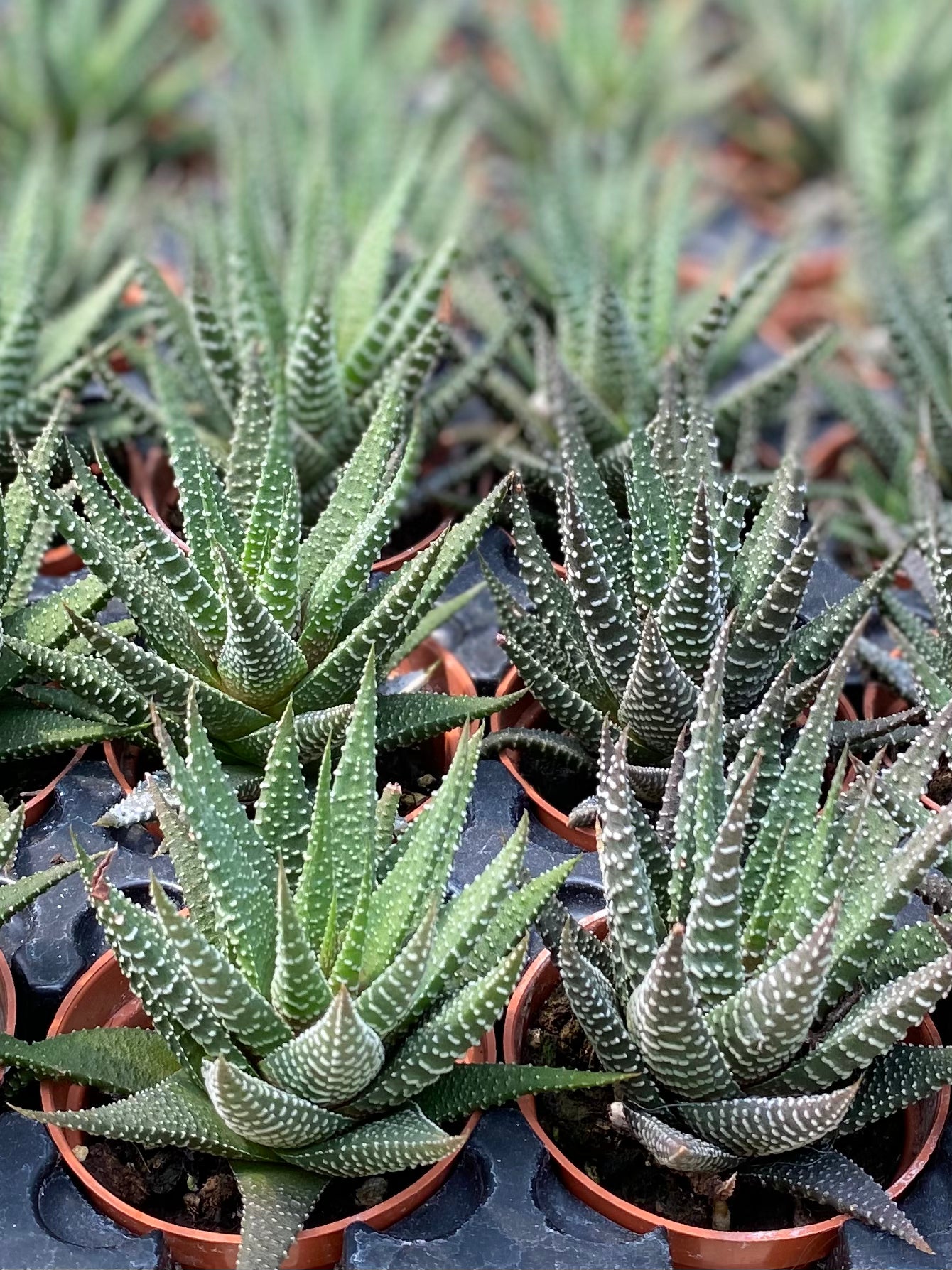 Assorted Haworthia 2 Inch