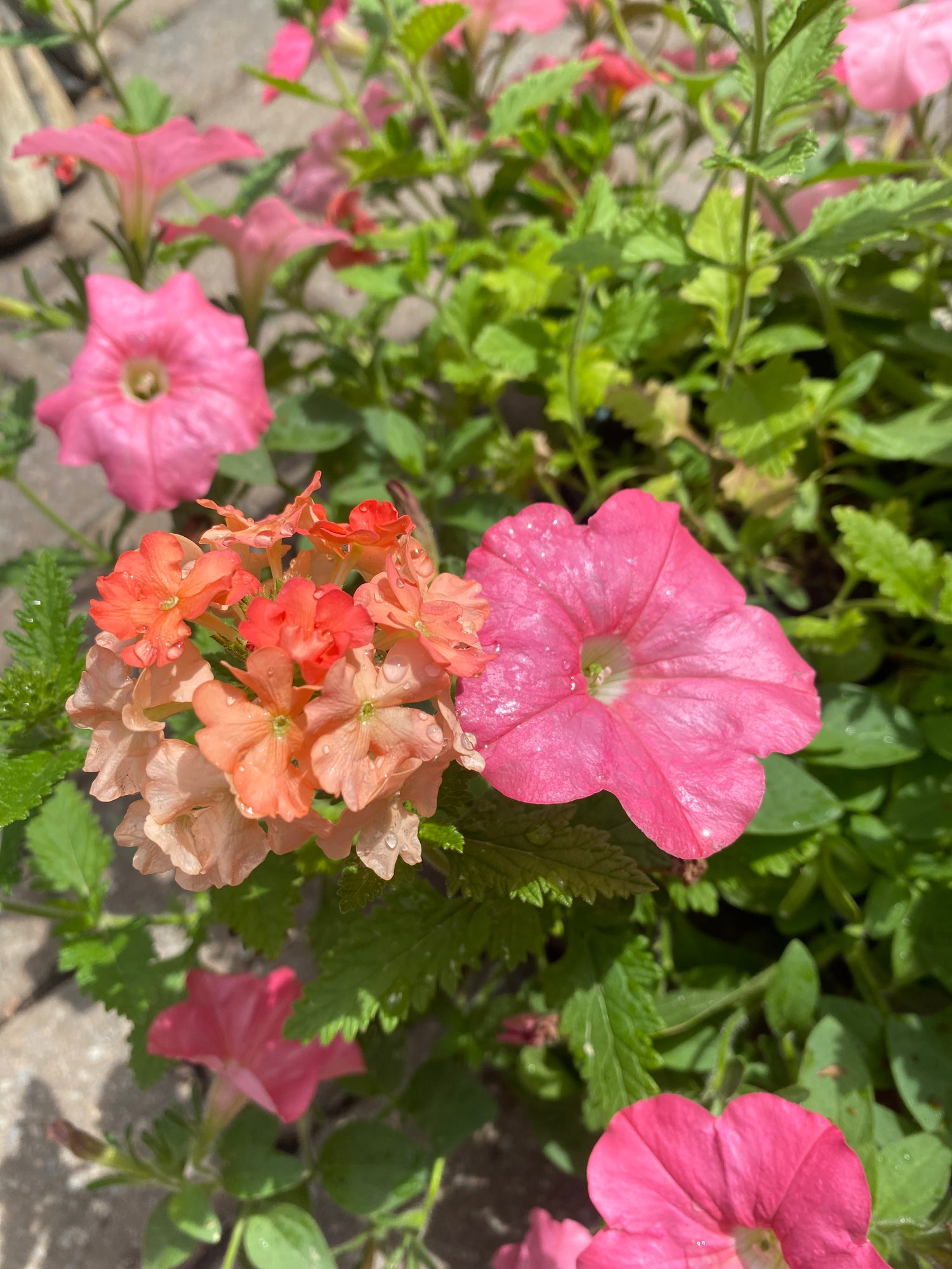 Acapulco Sun Hanging Basket