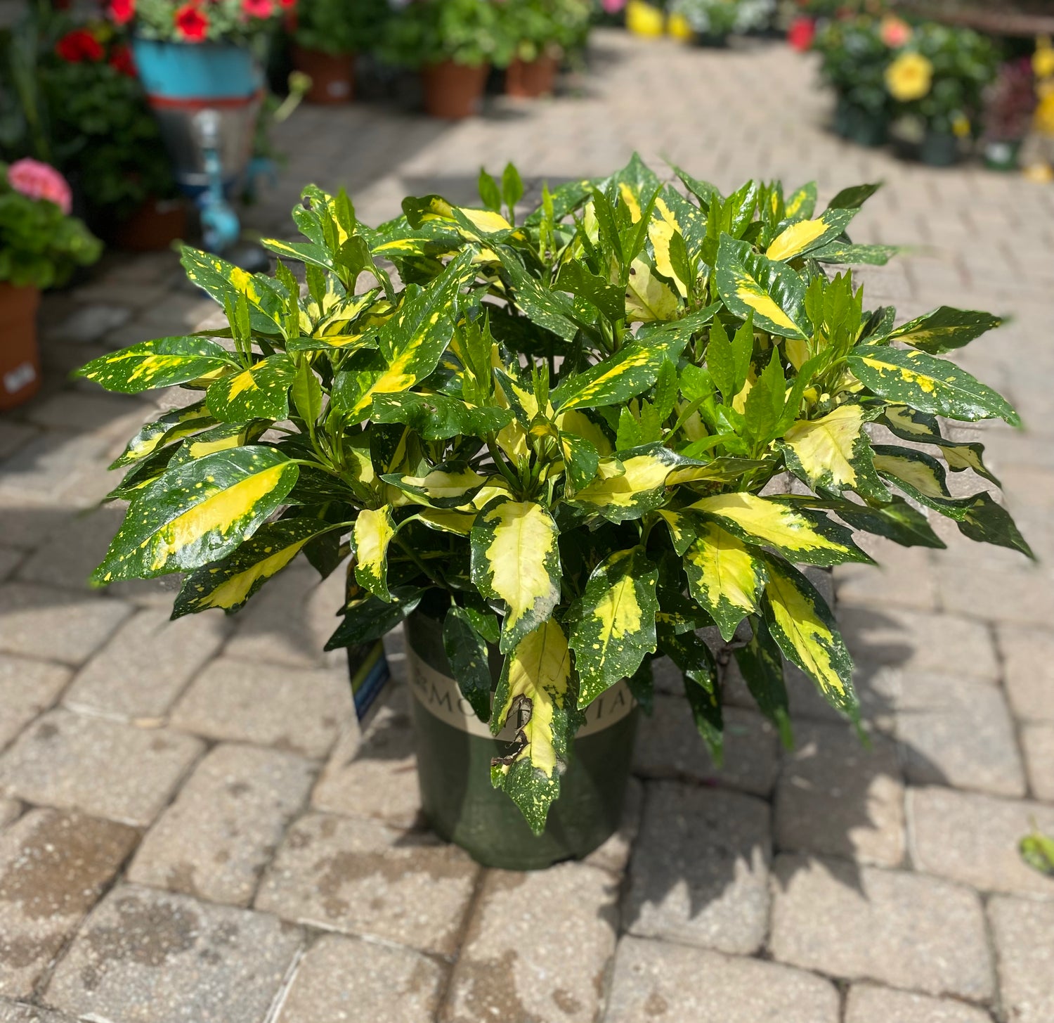 Aucuba Japonica