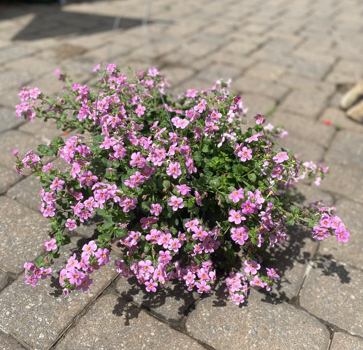 Bacopa Hanging Basket