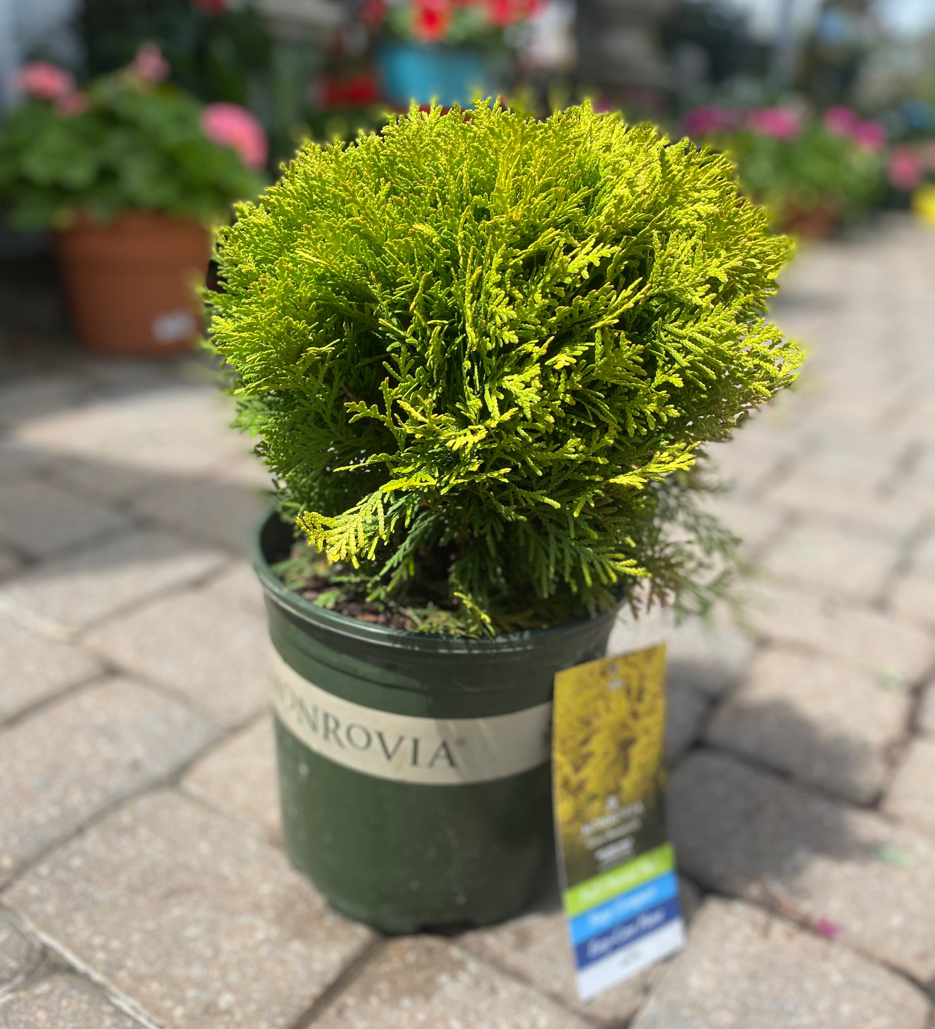Golden Child Arborvitae – True Blue Nursery