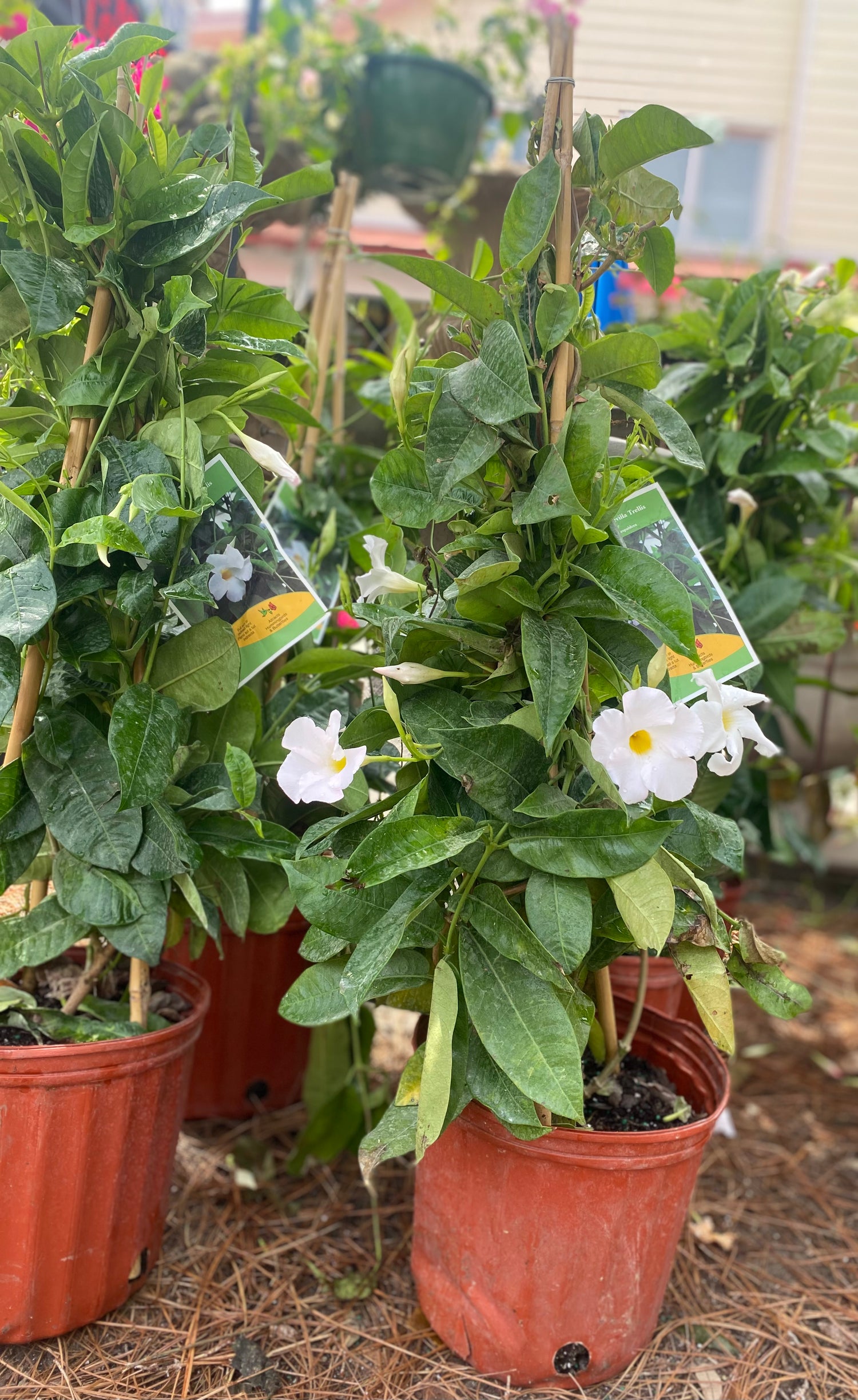 White Mandevilla on Trellis