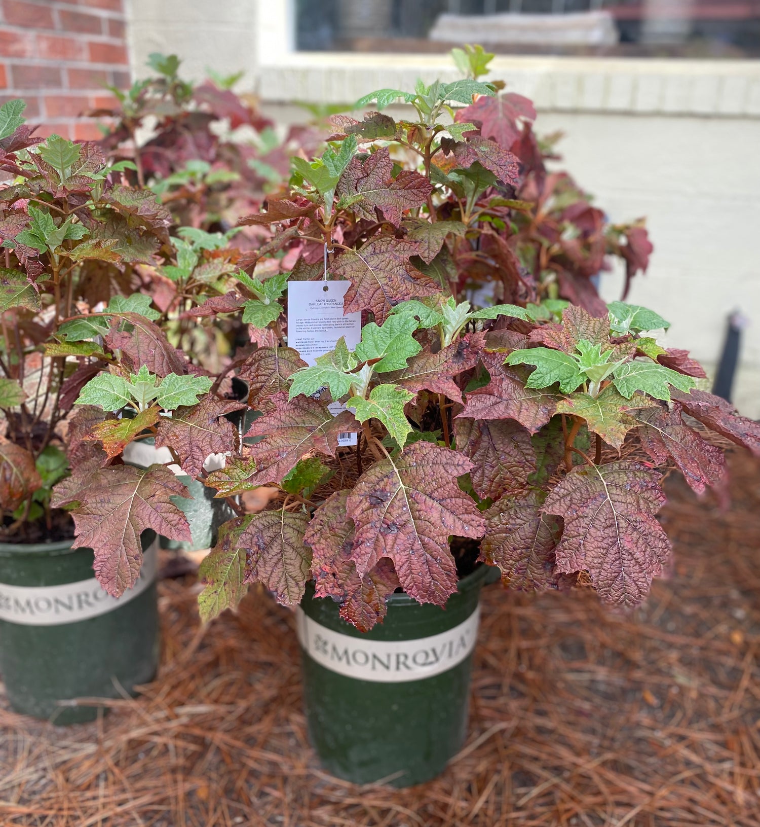 Snow Queen Oakleaf Hydrangea