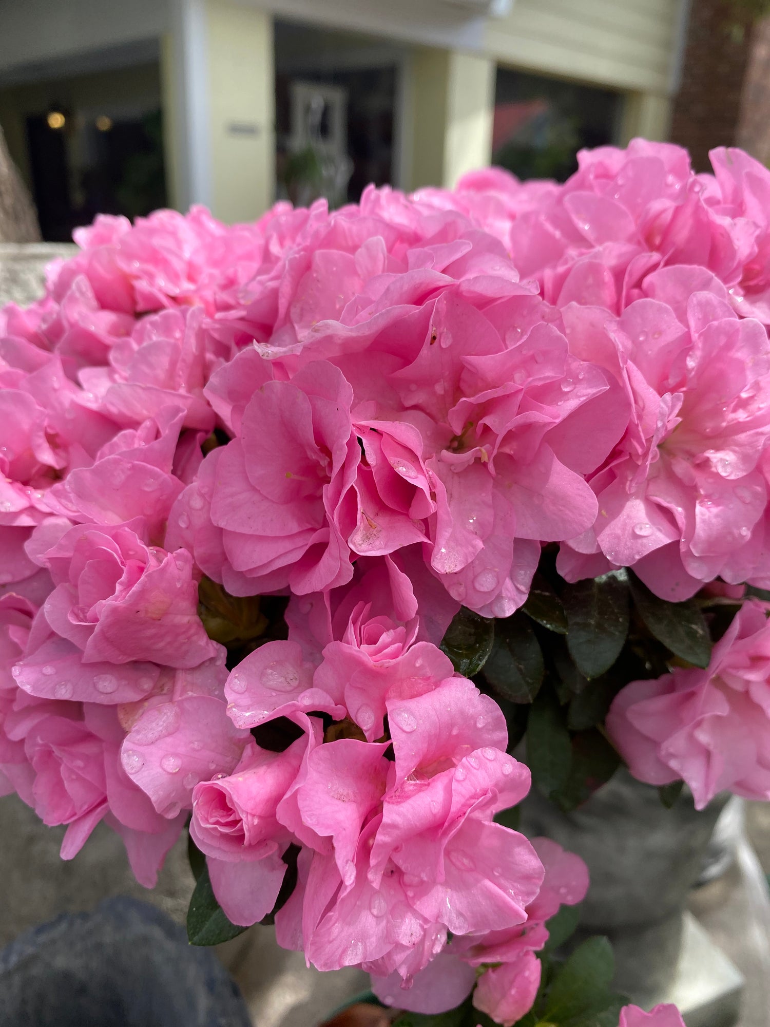 Rozalea Topiary - Pink