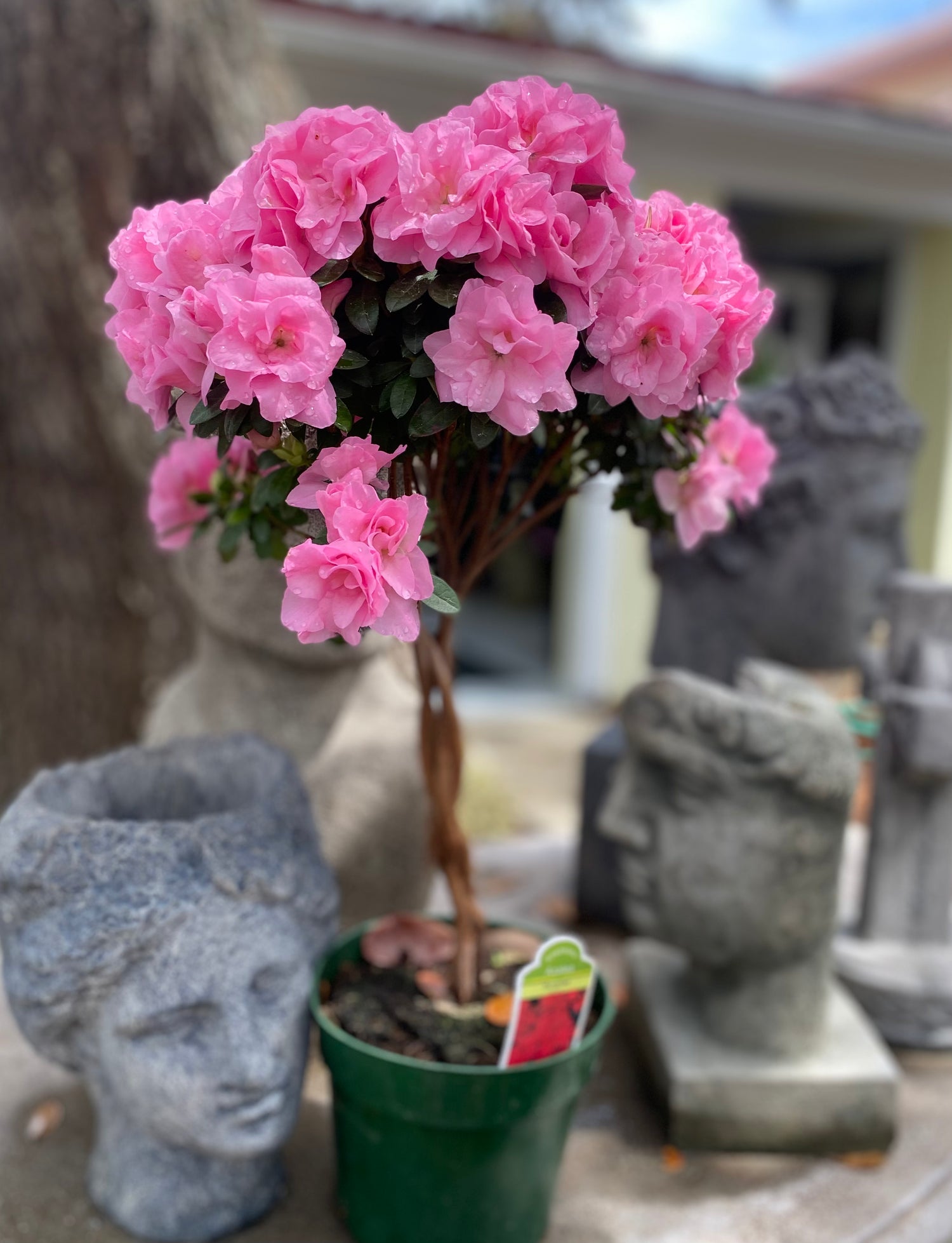 Rozalea Topiary - Pink
