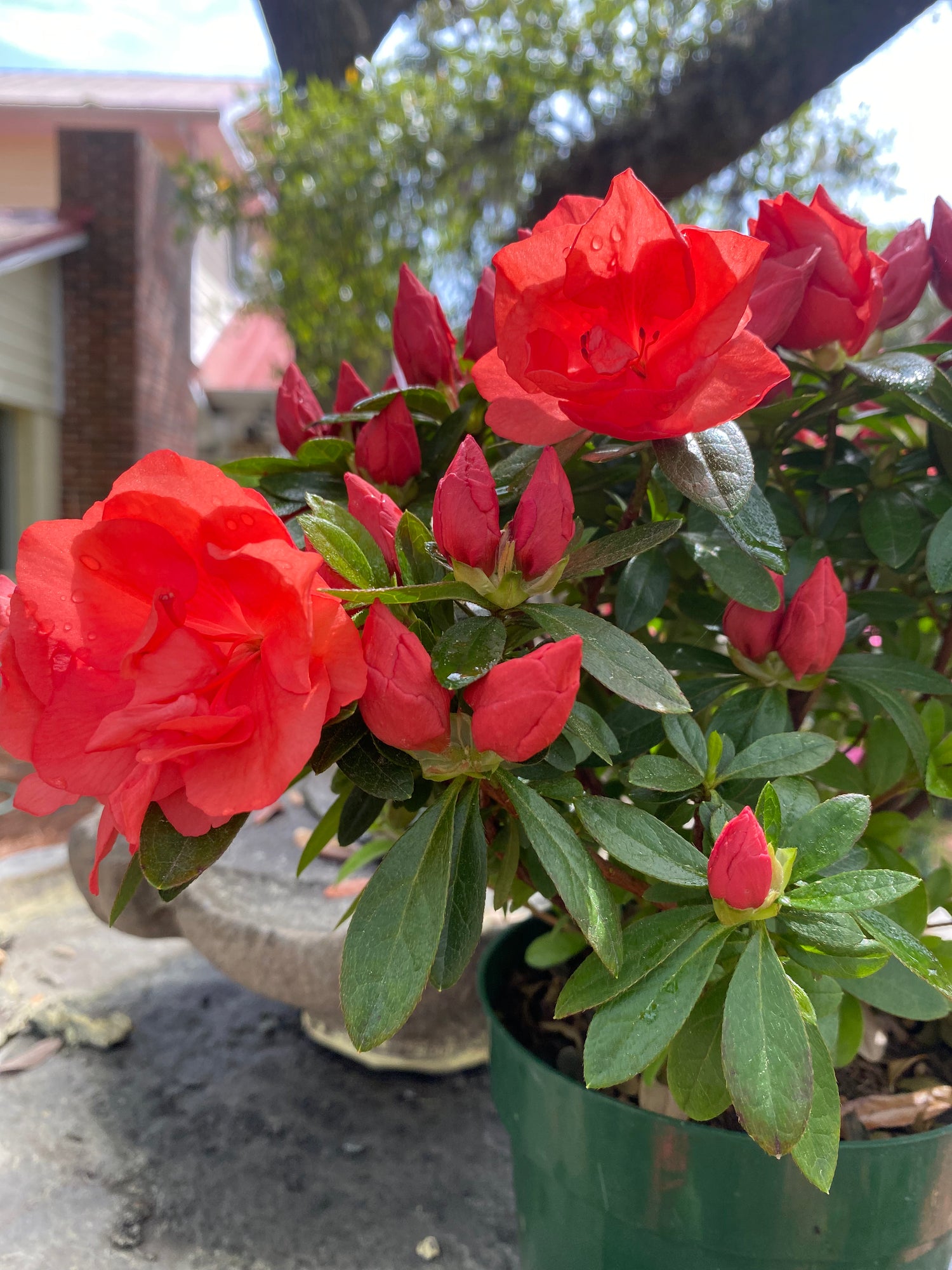 Keepsake Azalea - Scarlet