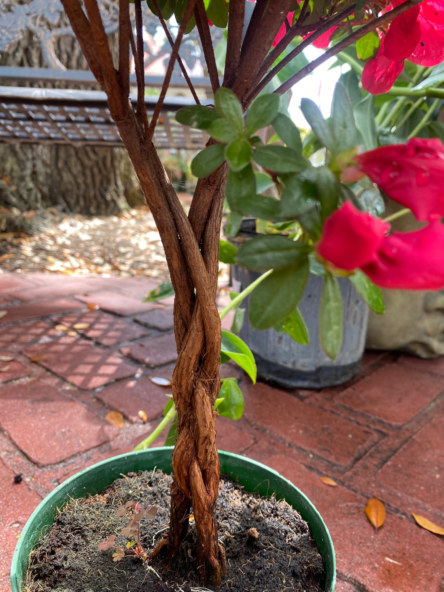 Scarlet Azalea Topiary