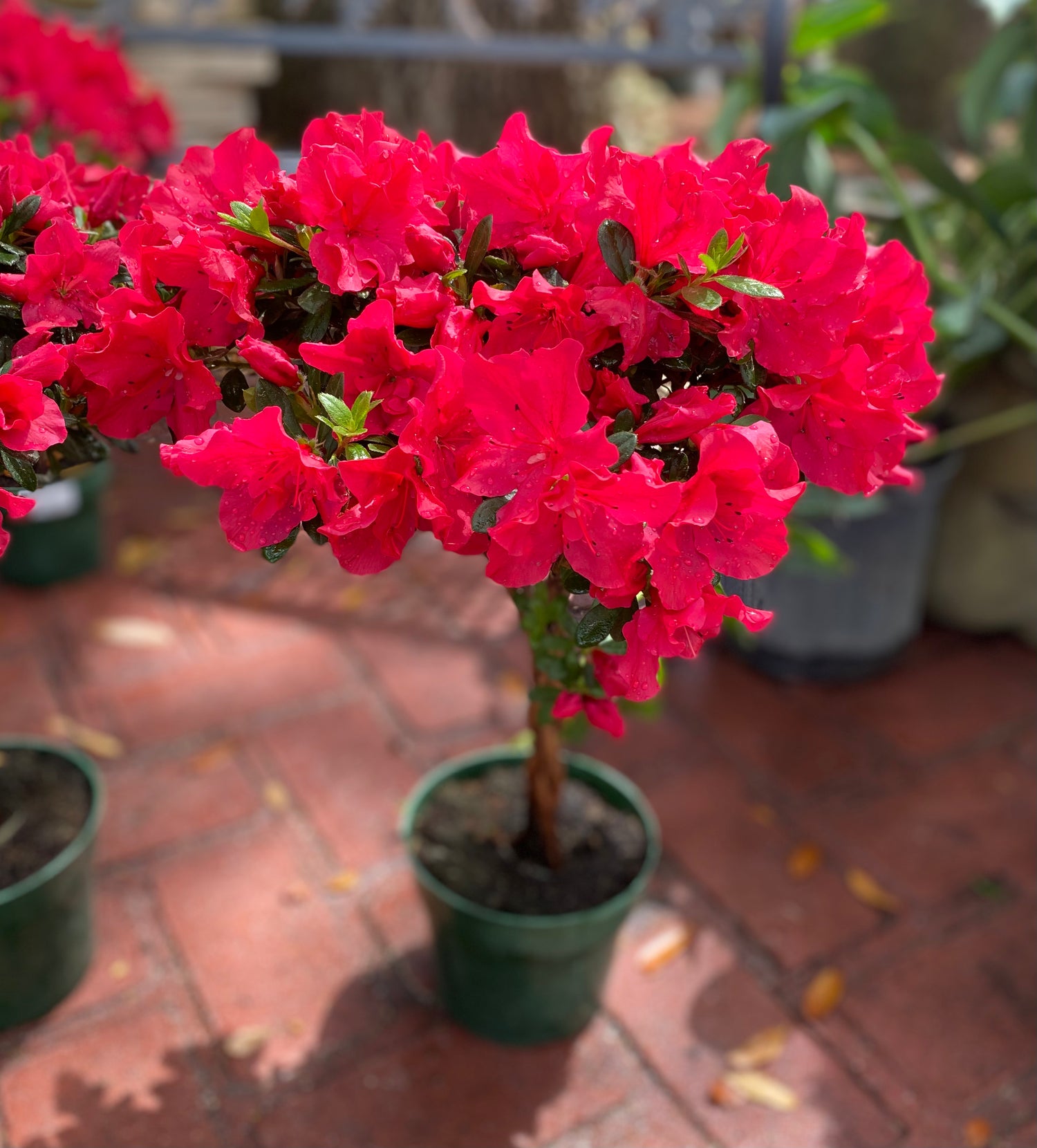 Scarlet Azalea Topiary