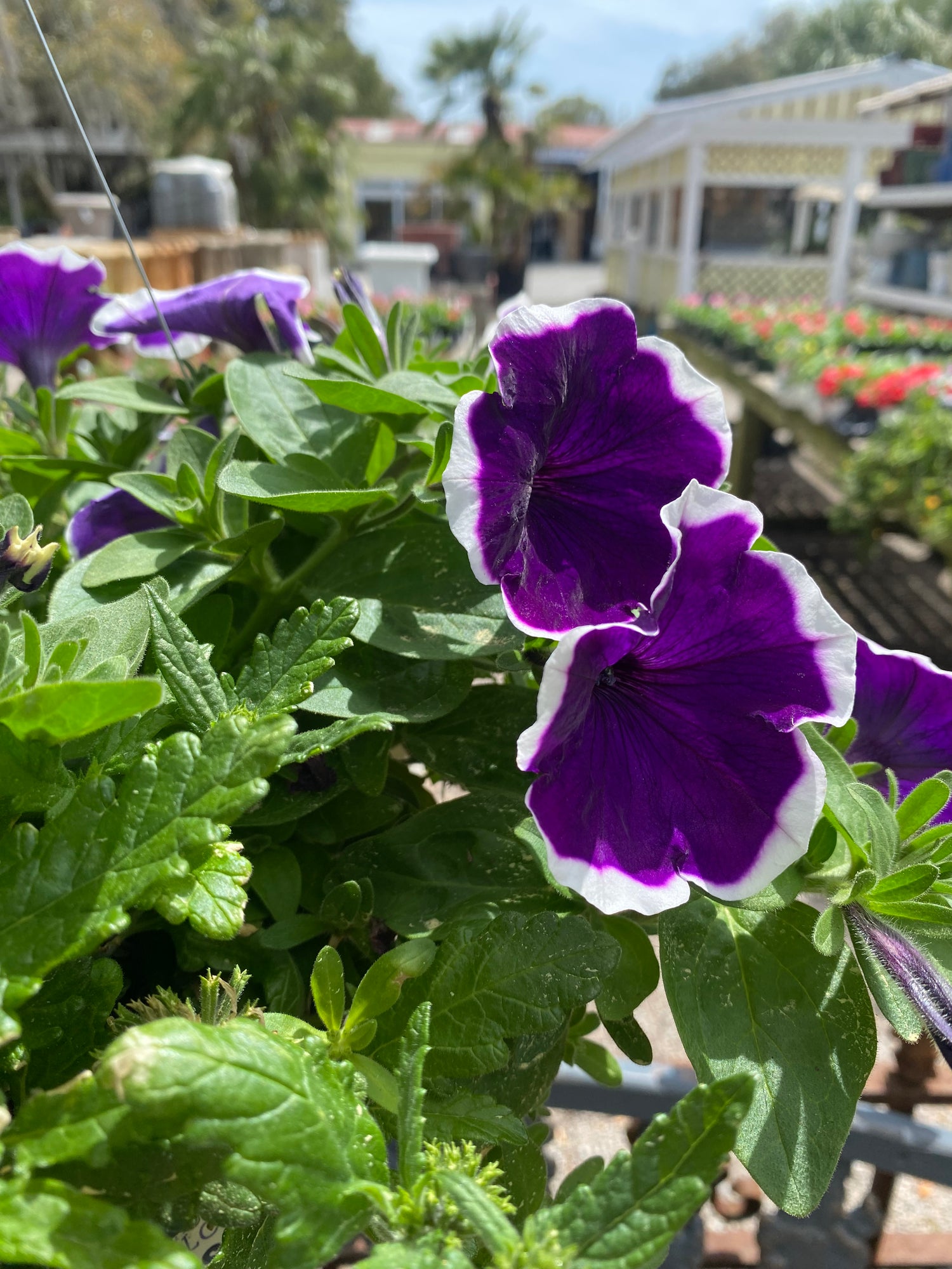 Petunia & Calibrachoa Hanging Basket
