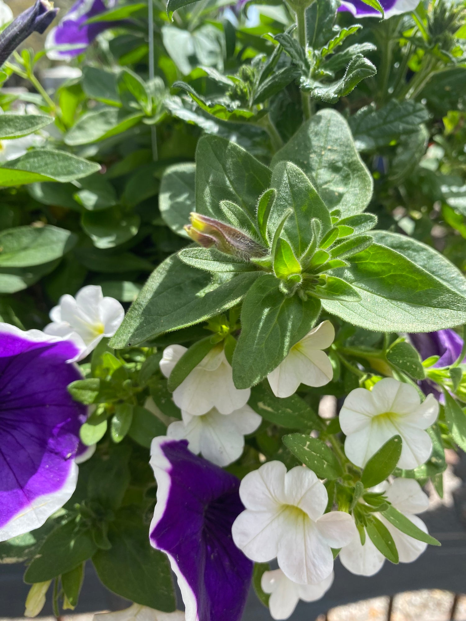 Petunia & Calibrachoa Hanging Basket