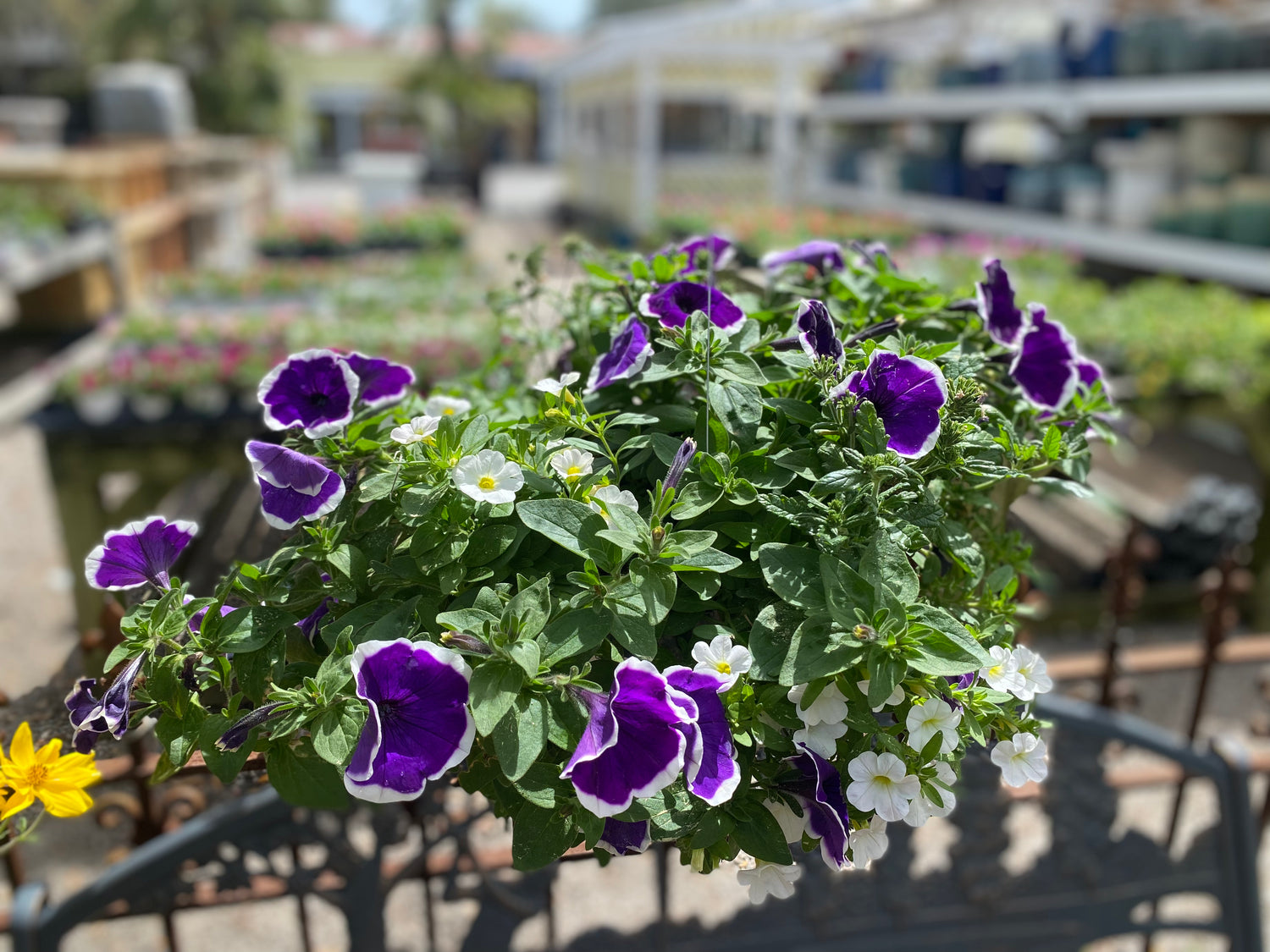 Petunia & Calibrachoa Hanging Basket