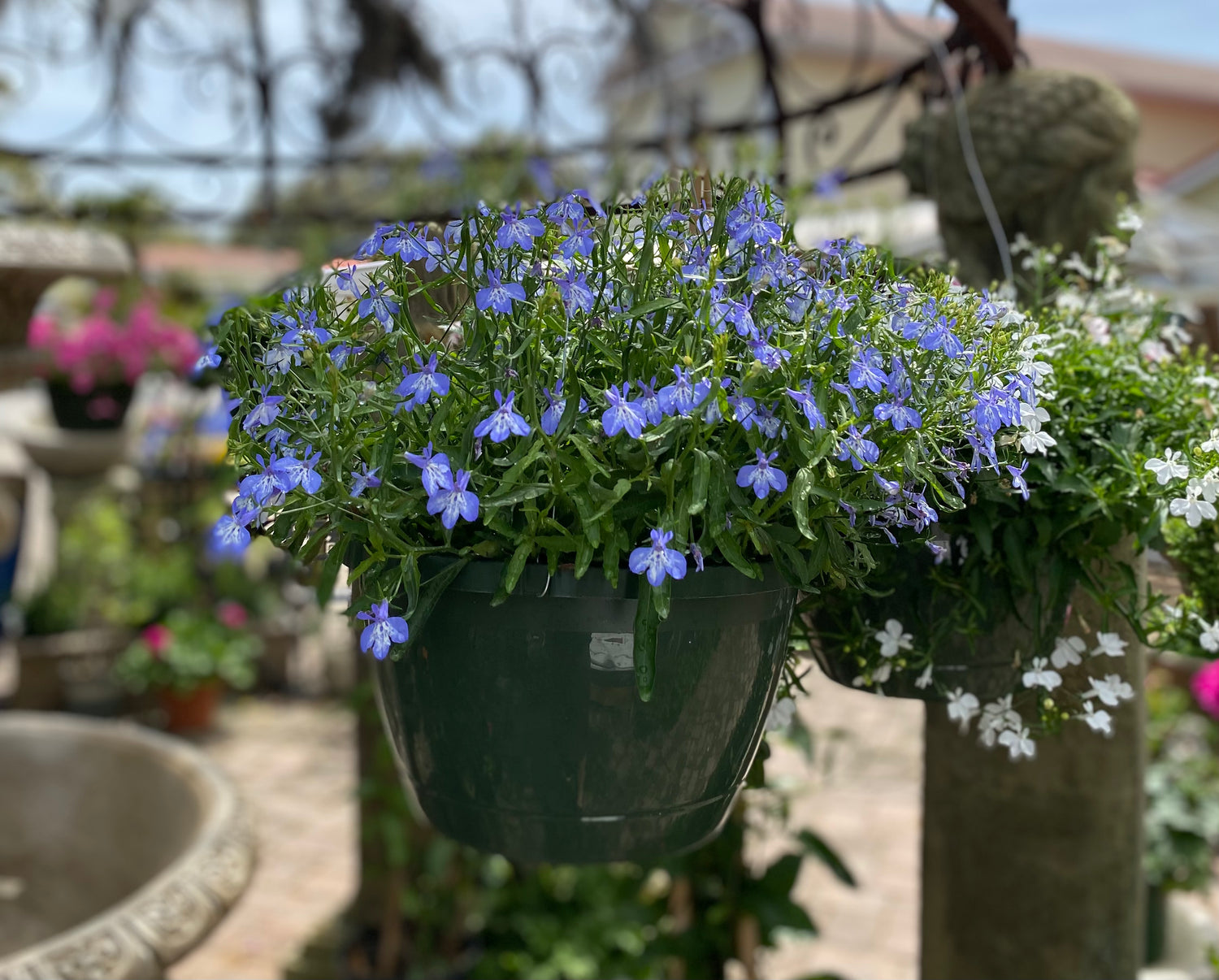 Lobelia Hanging Basket - Blue