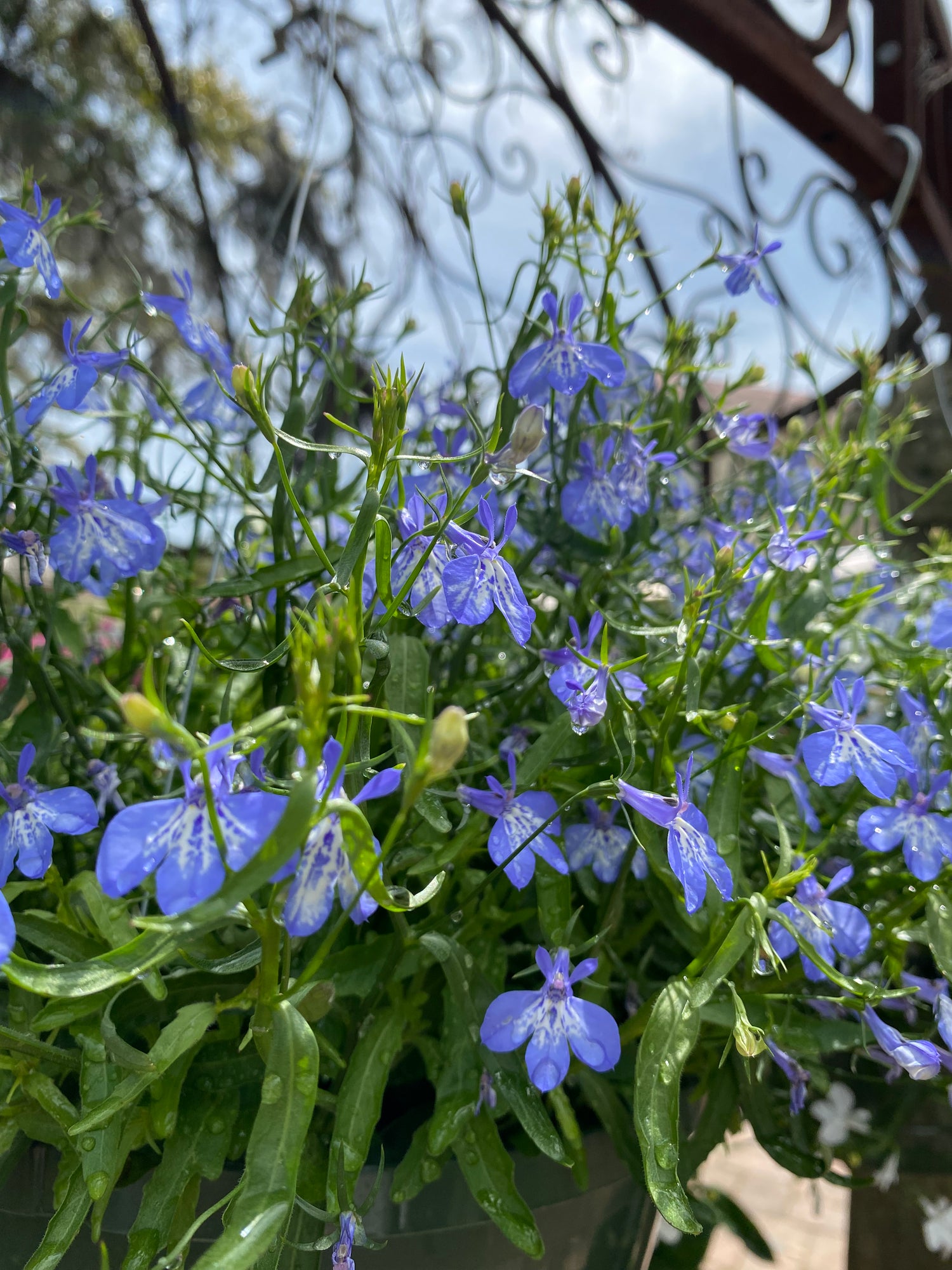 Lobelia Hanging Basket - Blue