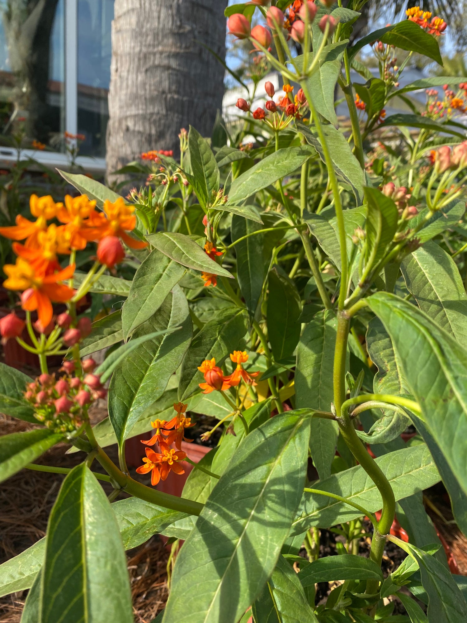 Milkweed