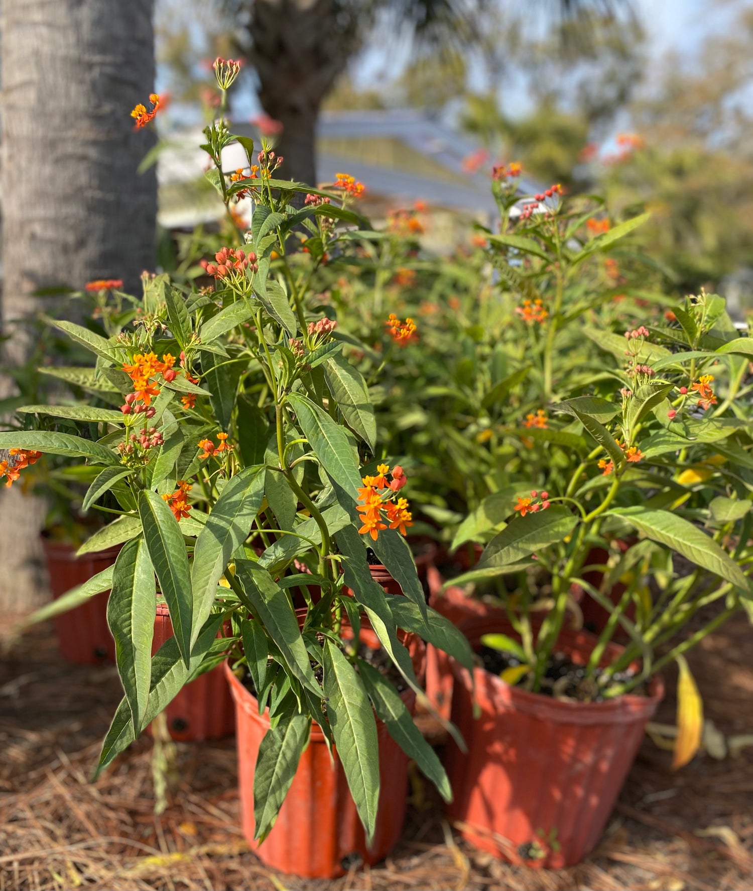 Milkweed