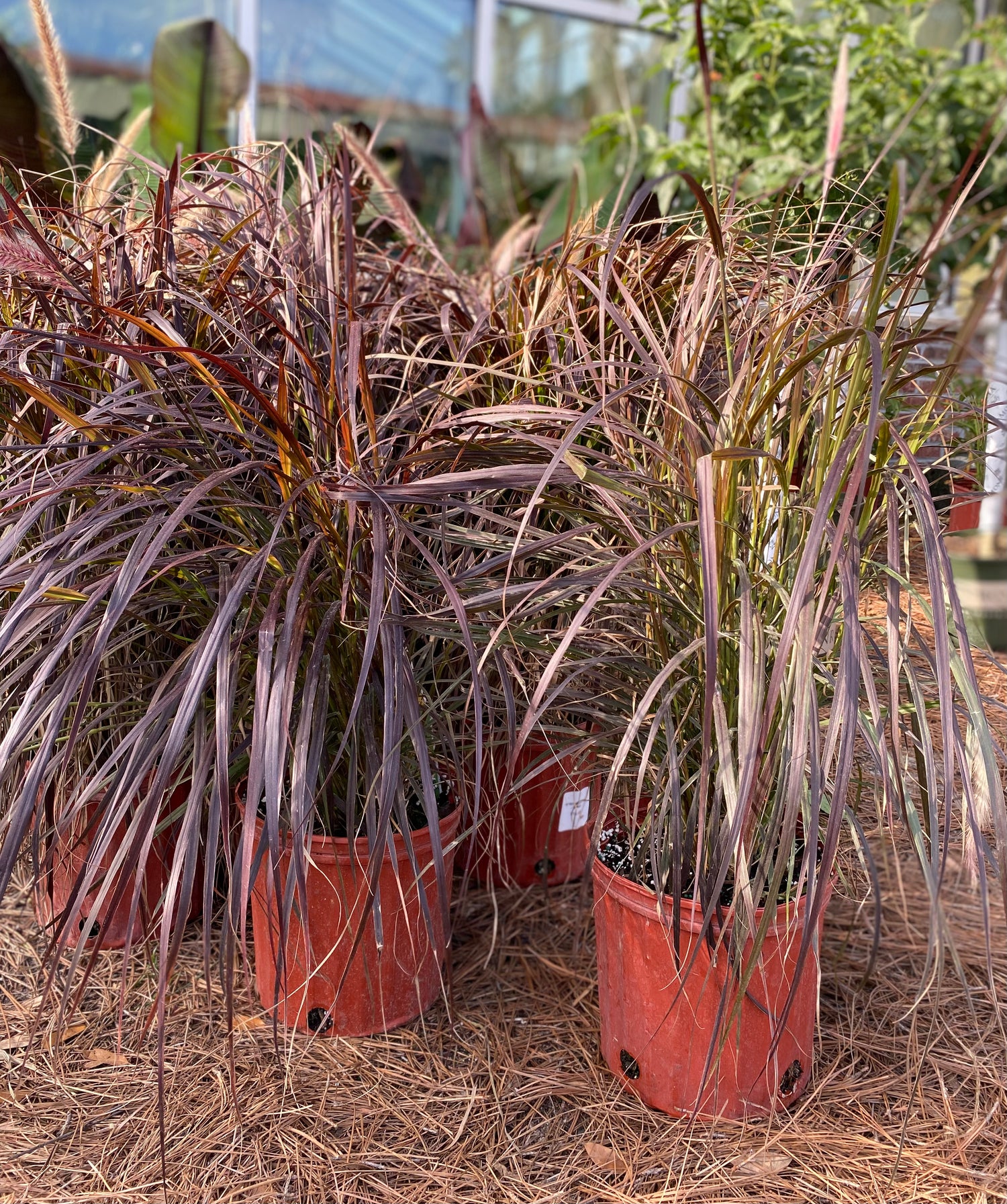 Red Fountain Grass