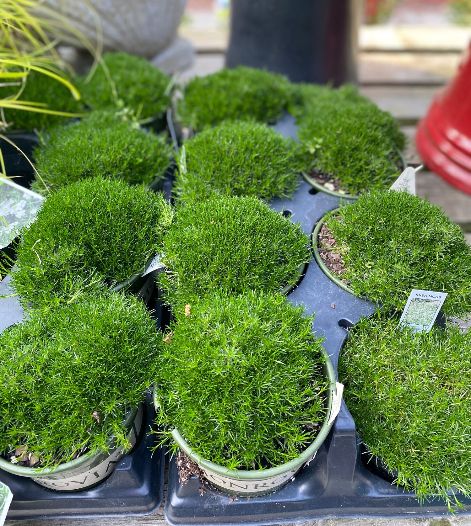 Irish Moss