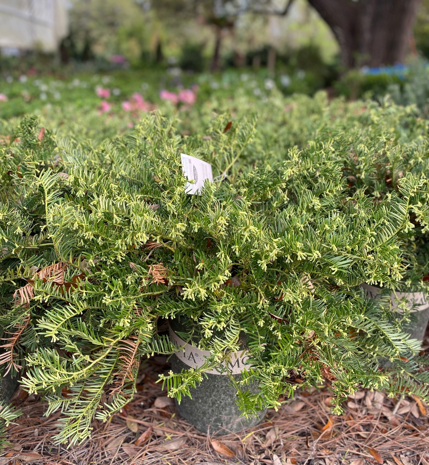Spreading Japanese Plum Yew