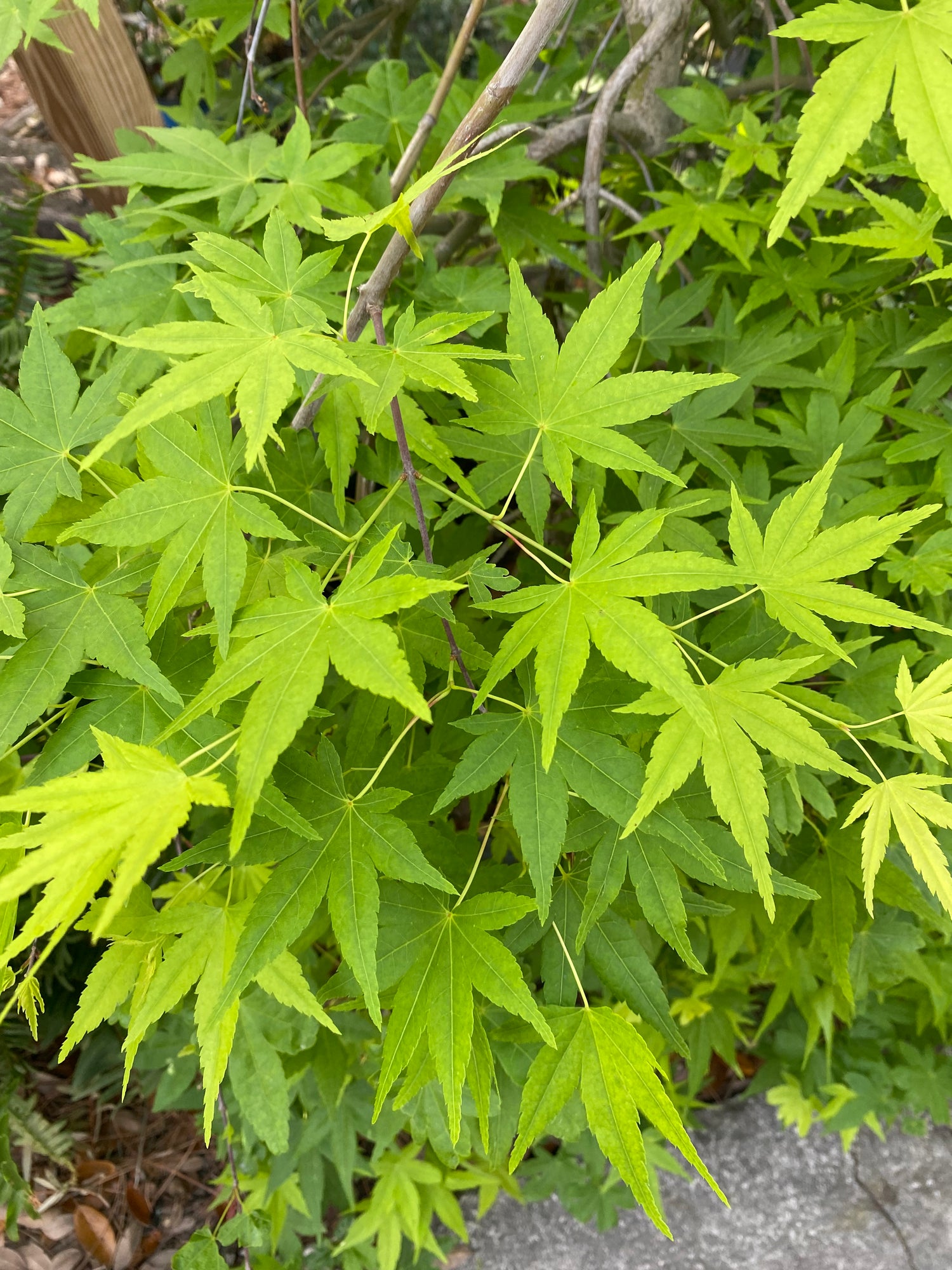 Ryusen Weeping Japanese Maple