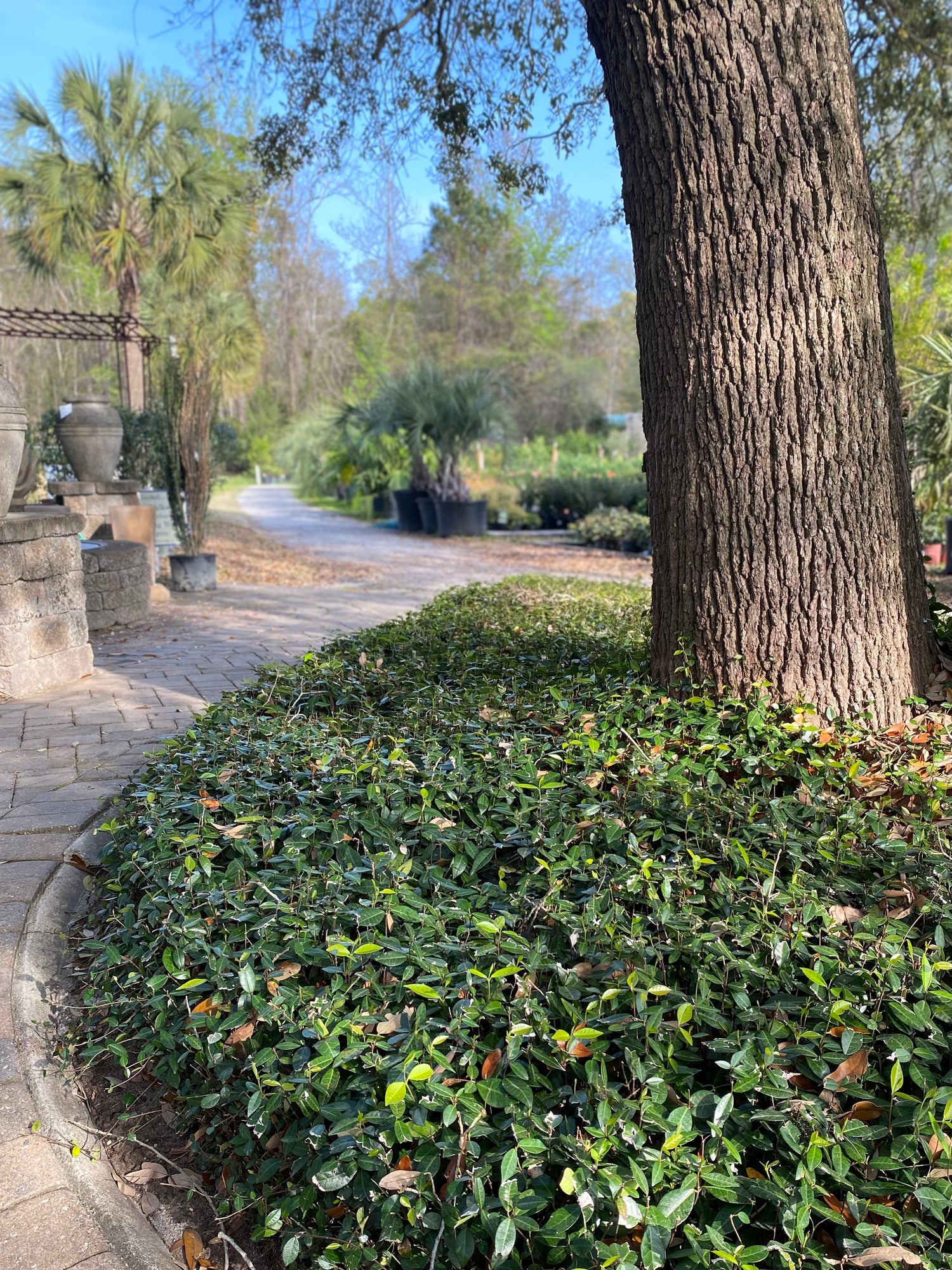 Asiatic Jasmine