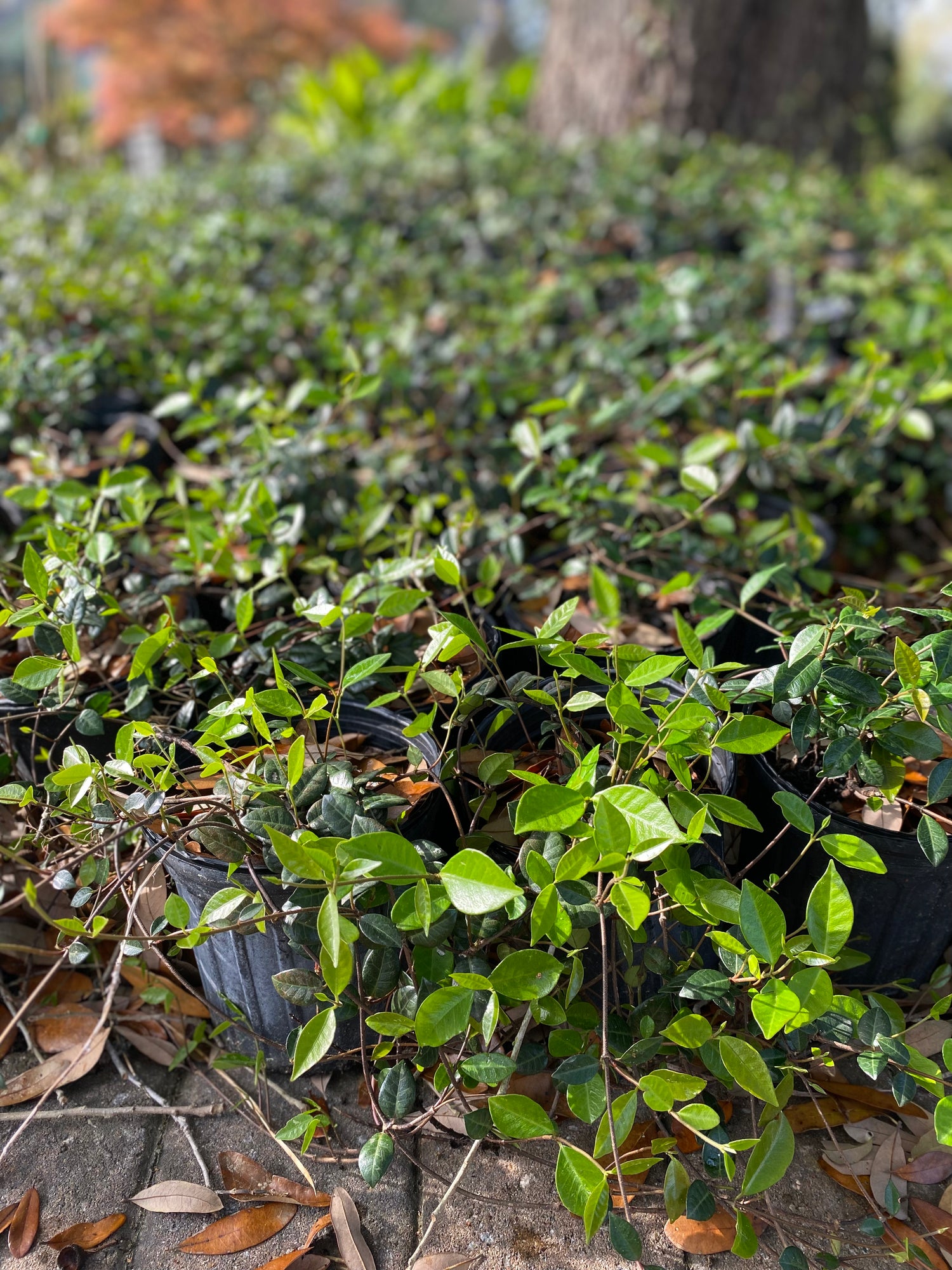 Asiatic Jasmine
