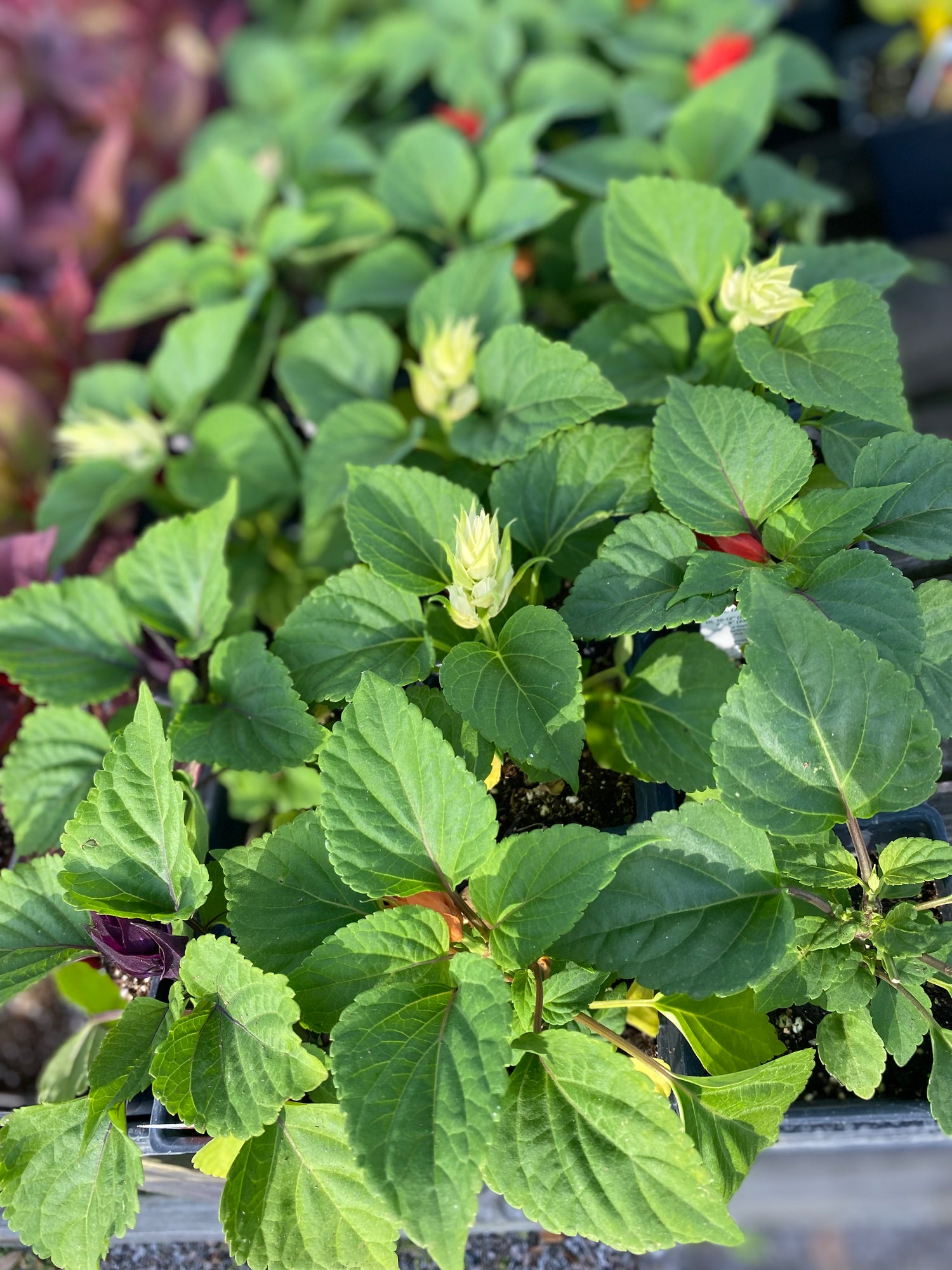 Scalet Sage
