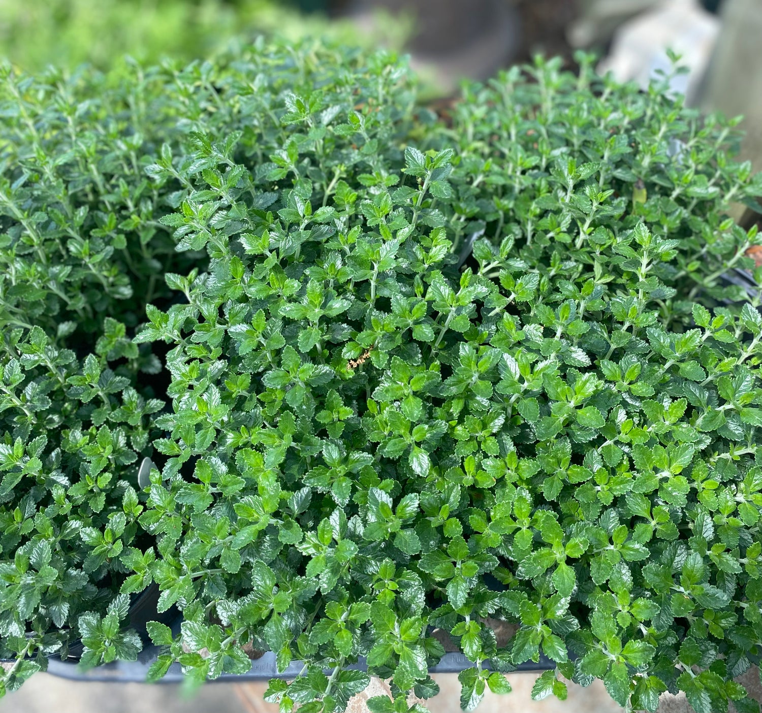 Germander