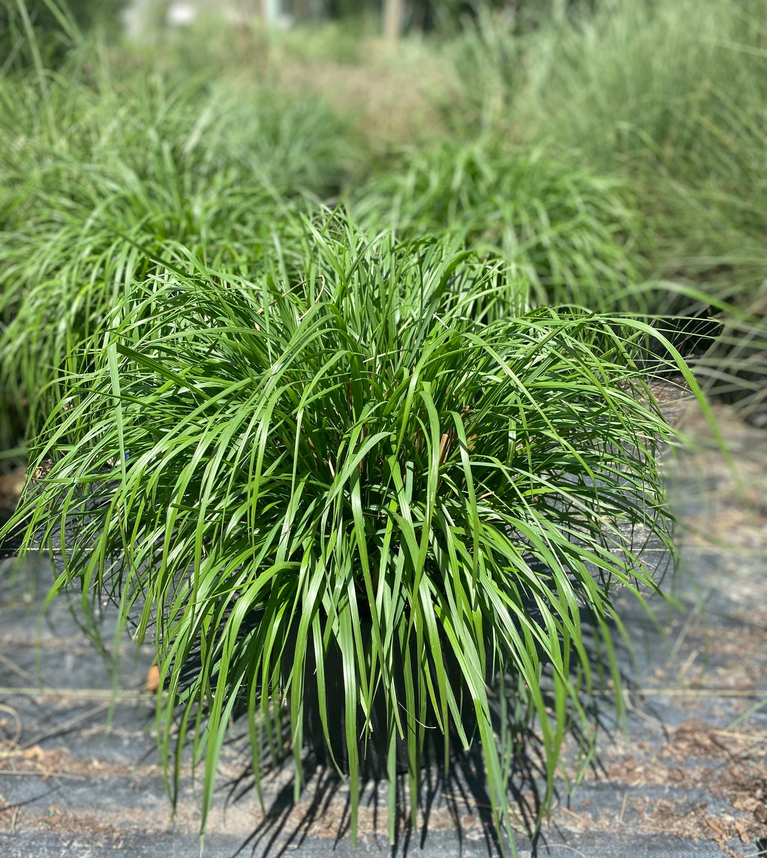 Red Head Fountain Grass