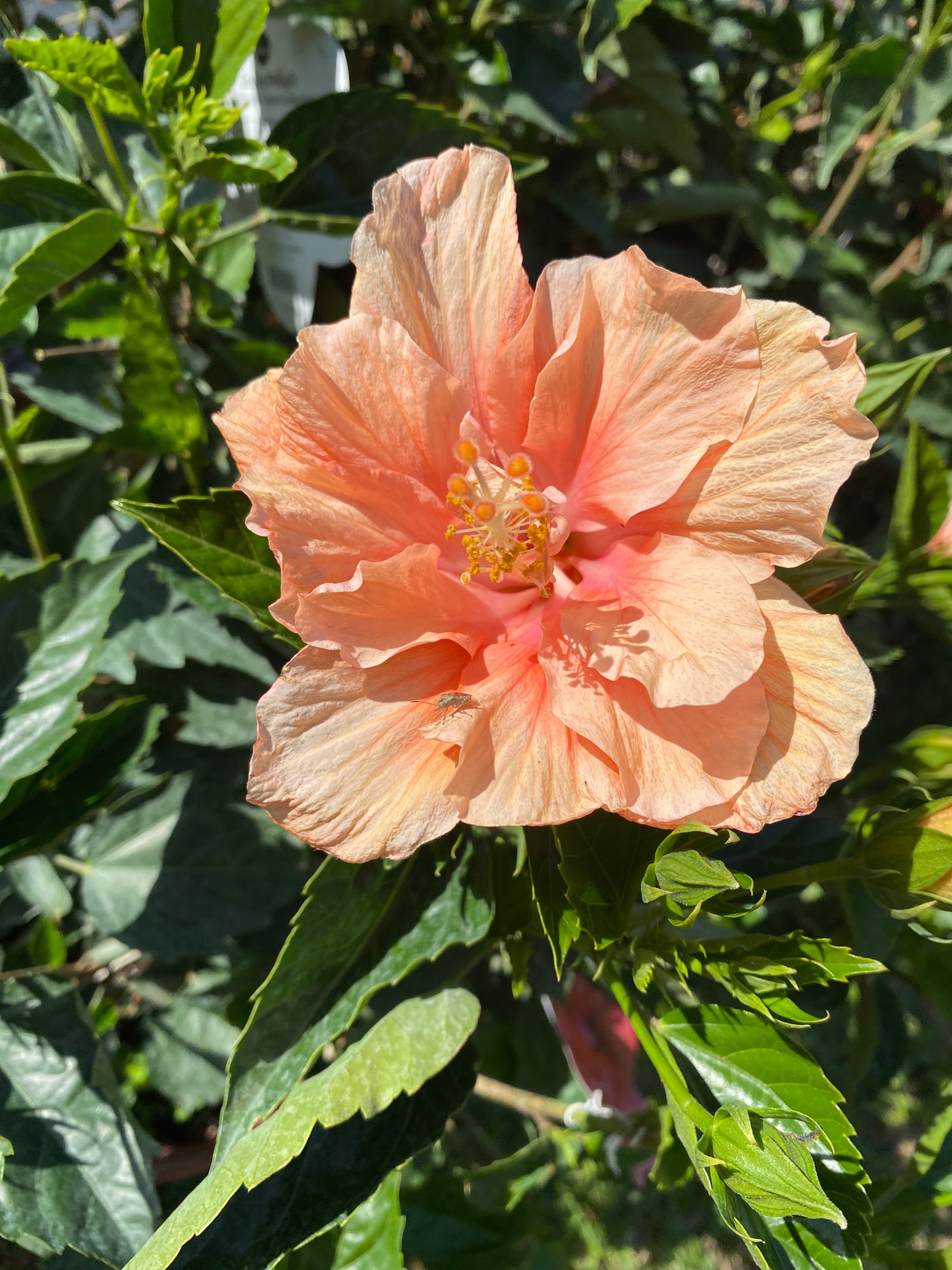 Double Peach Hibiscus Bush