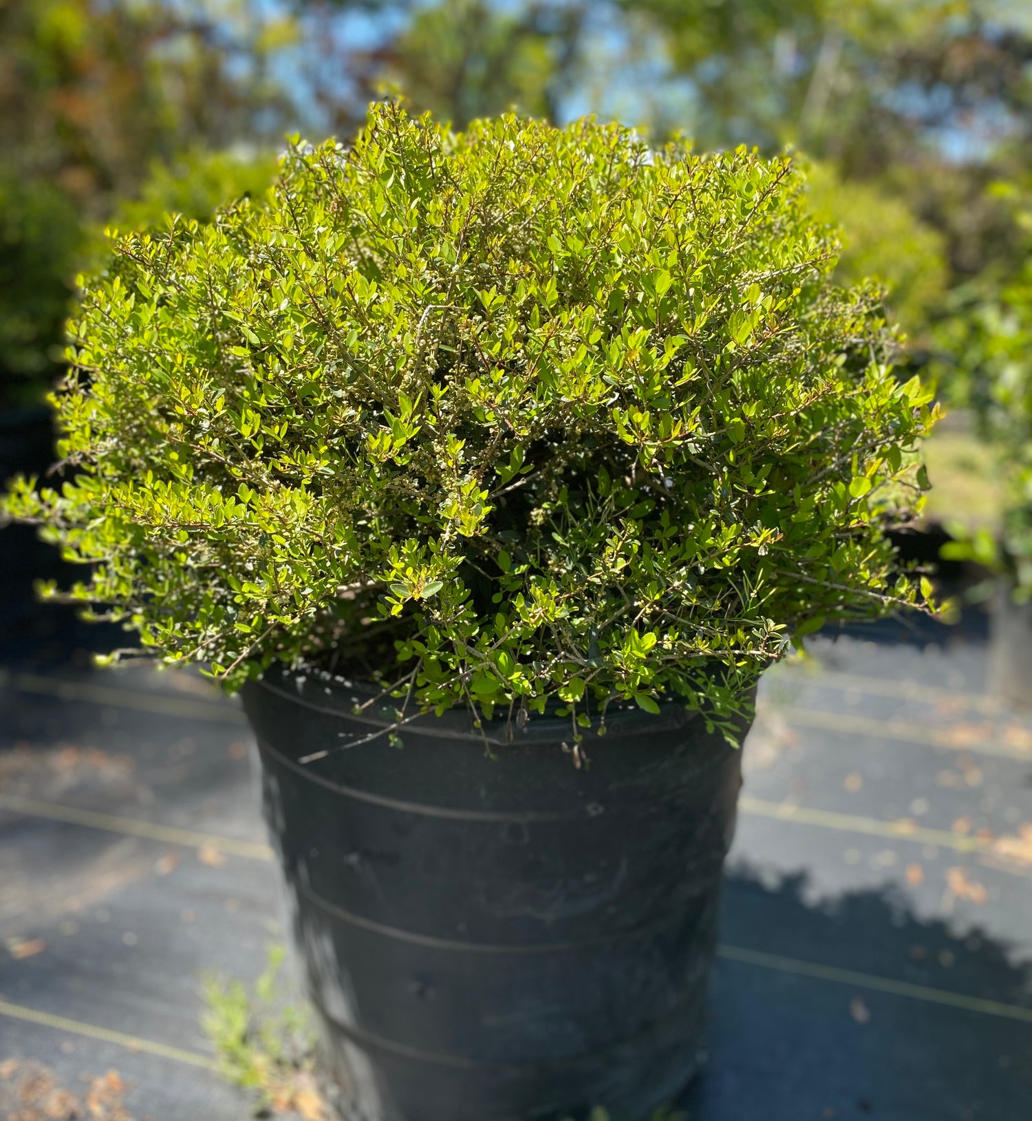 Schelling Holly