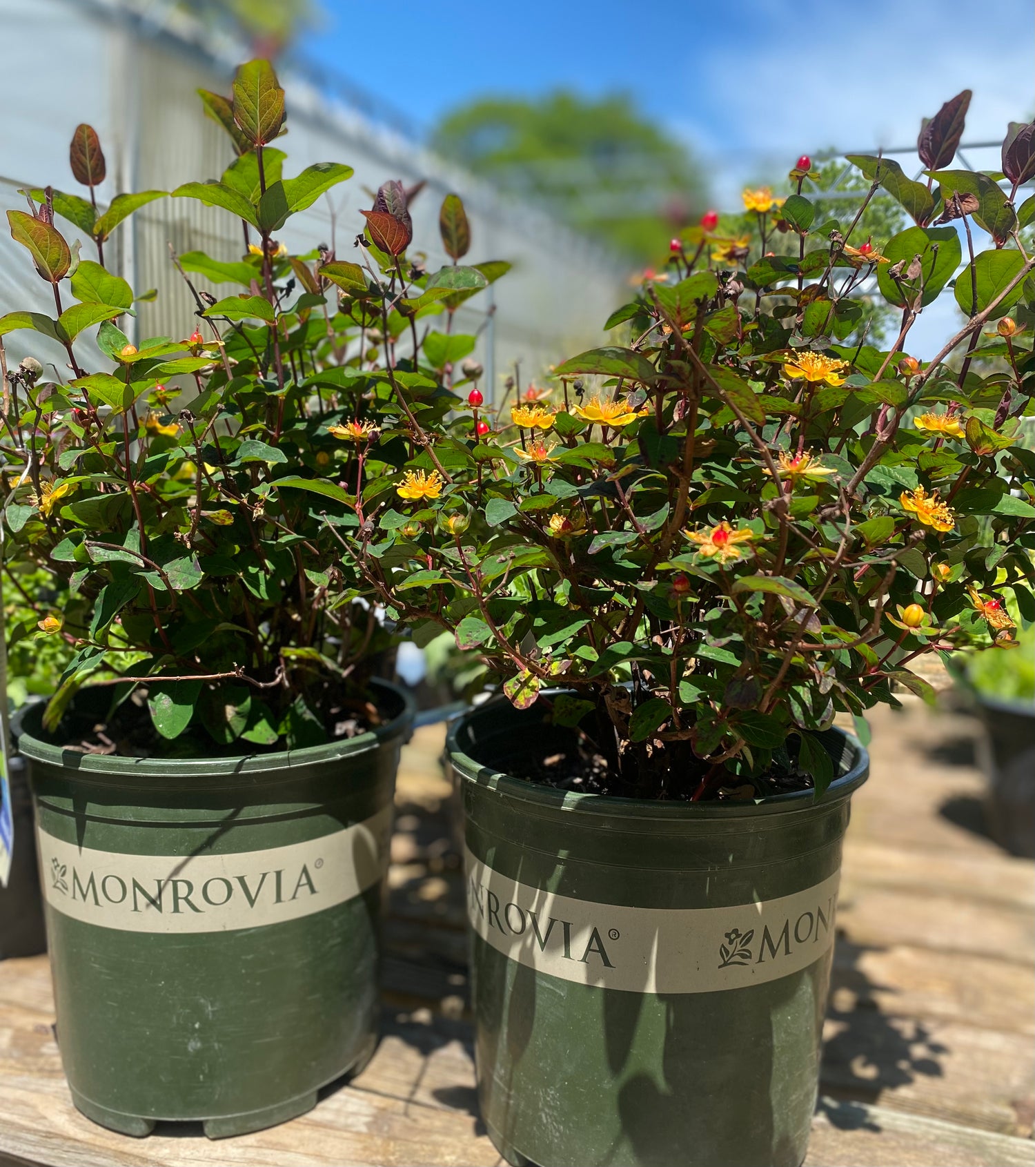 Floral Berry Sangria St. Johns Wort