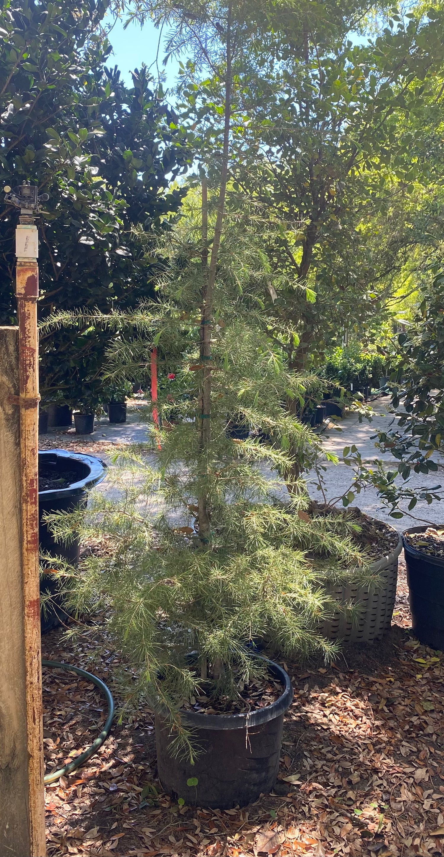 Cedar - Deodar