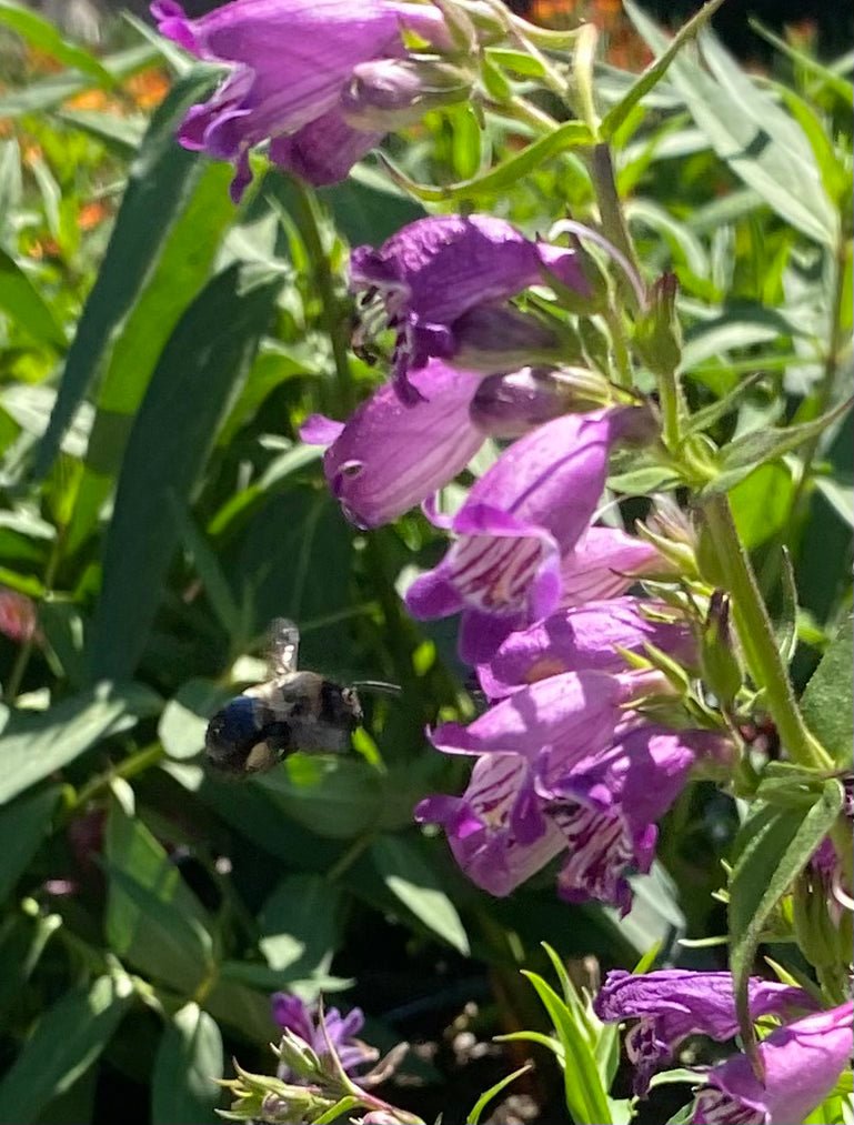 Harlequin Purple Beardtongue