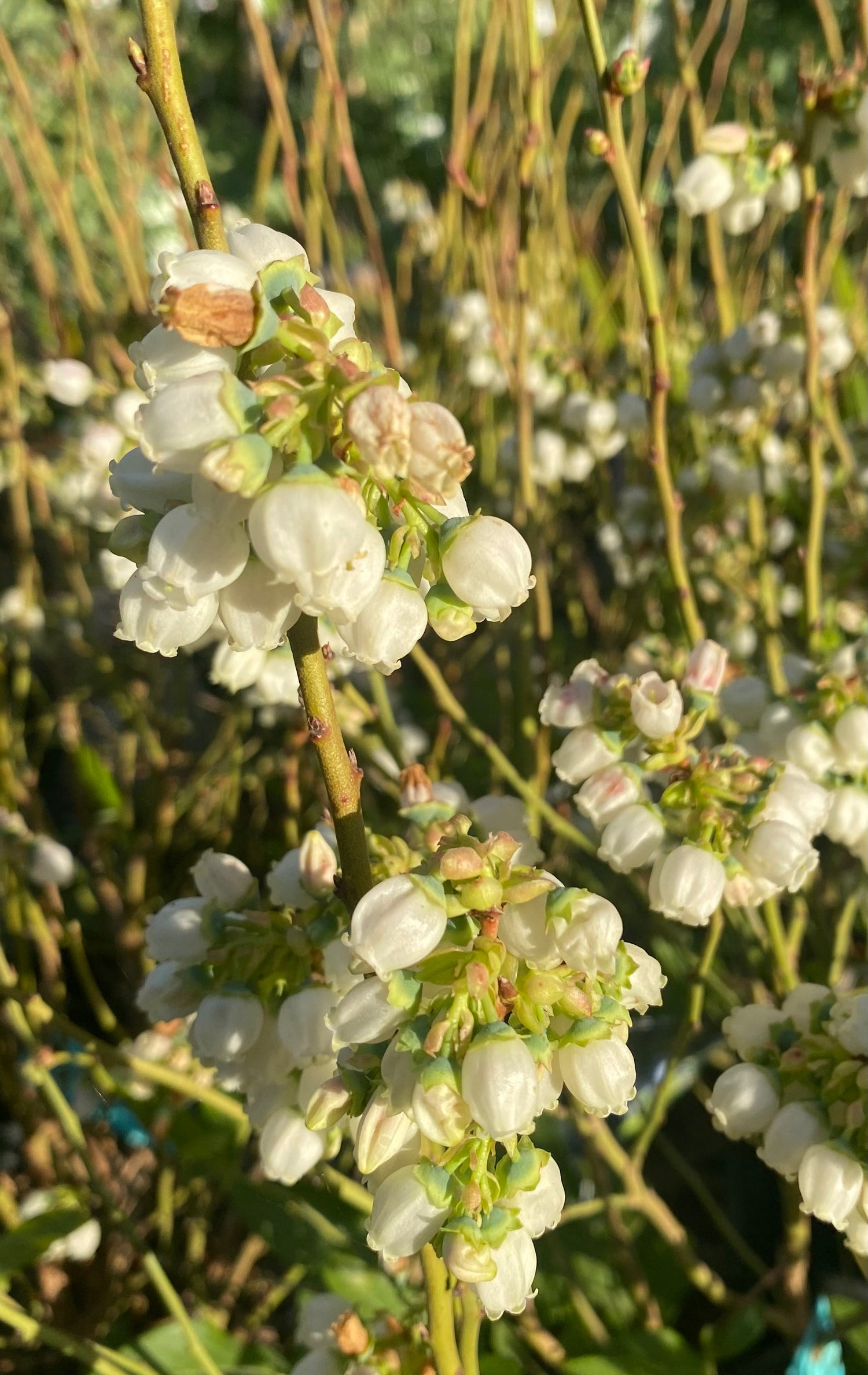 Duke Blueberry
