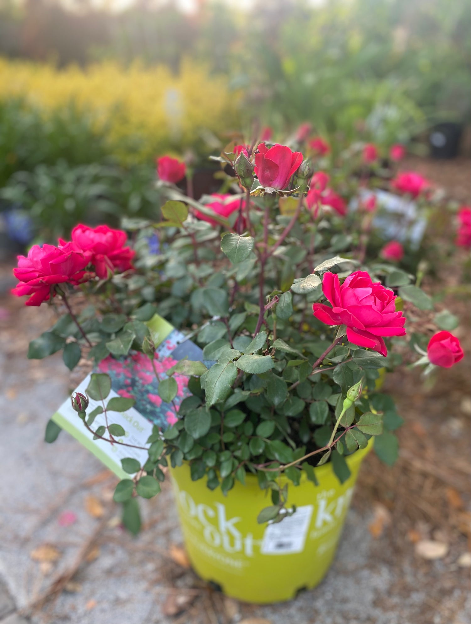 Double Knock Out Roses