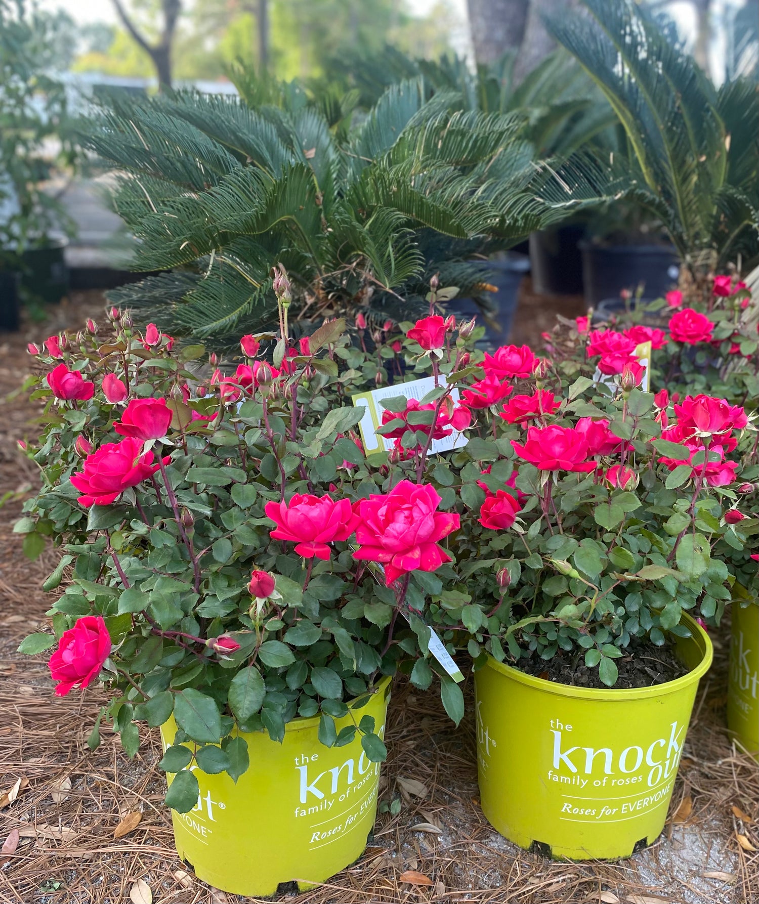 Double Knock Out Roses