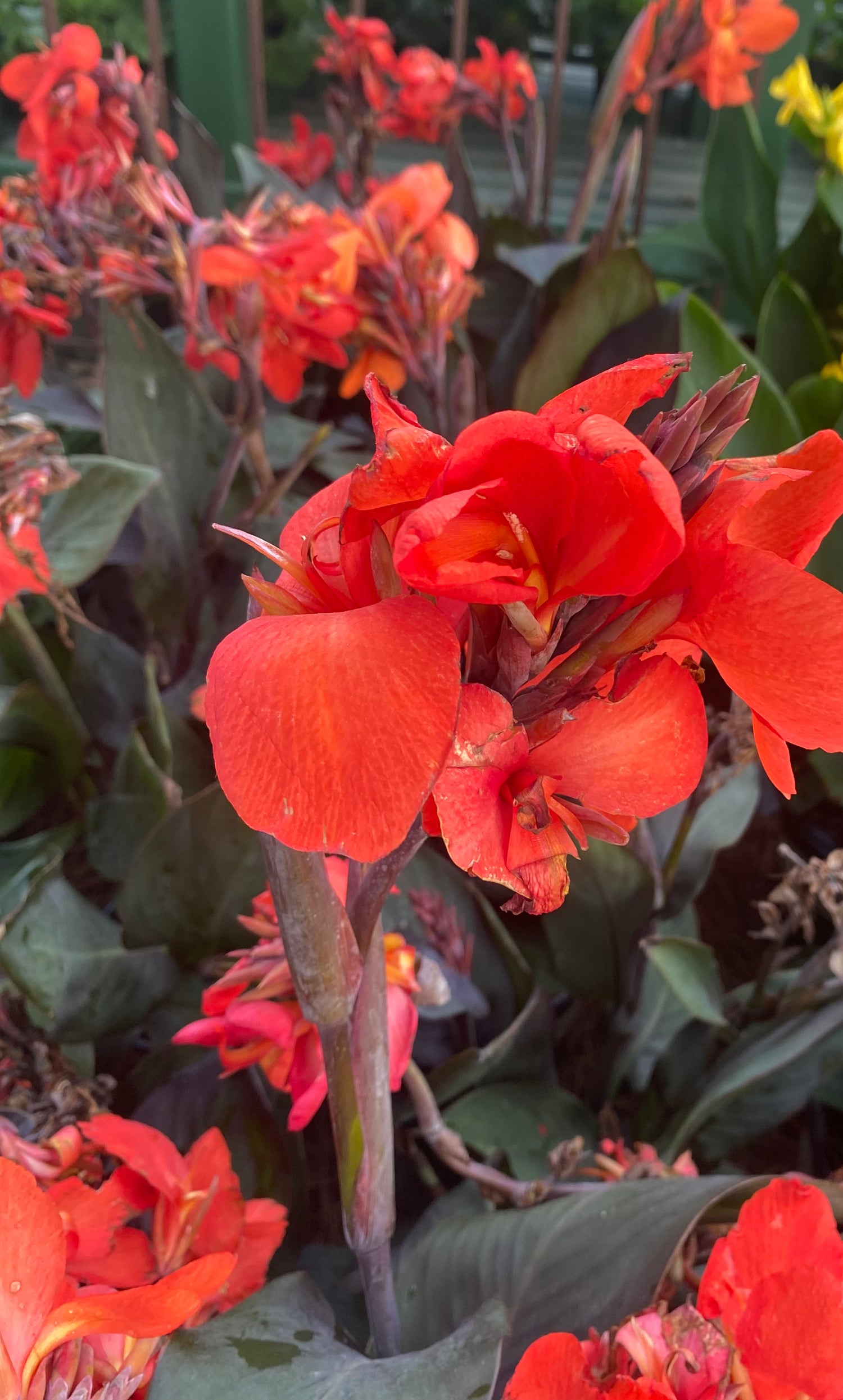 Cannova Red Canna Lily