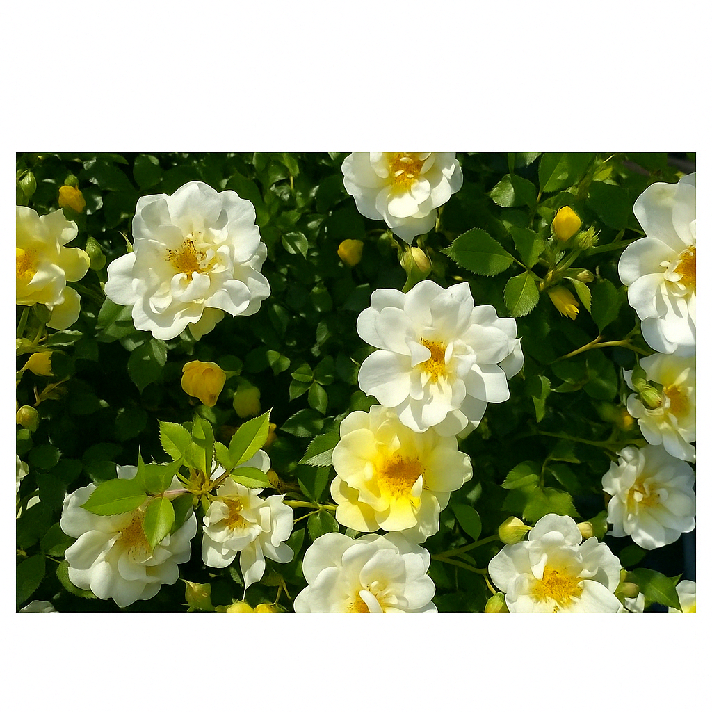 Drift, Climb, or Knock Out? Let's Talk Roses!