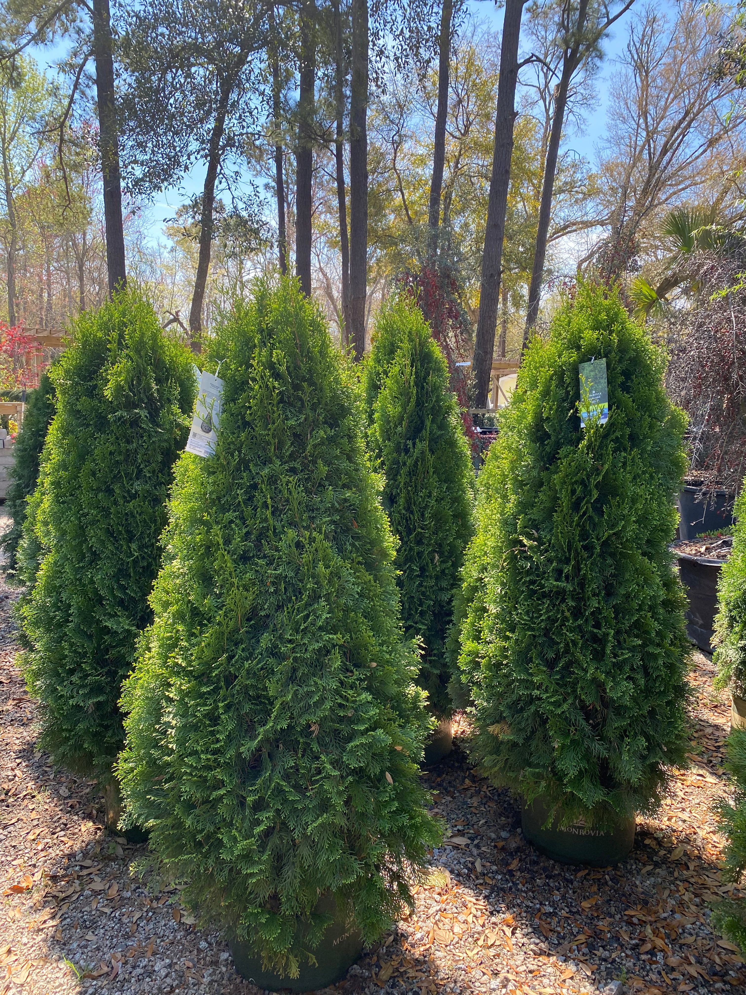Privacy Hedges