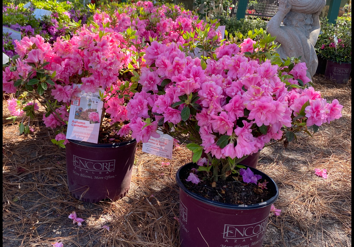 Autumn Carnation Azalea (Encore)