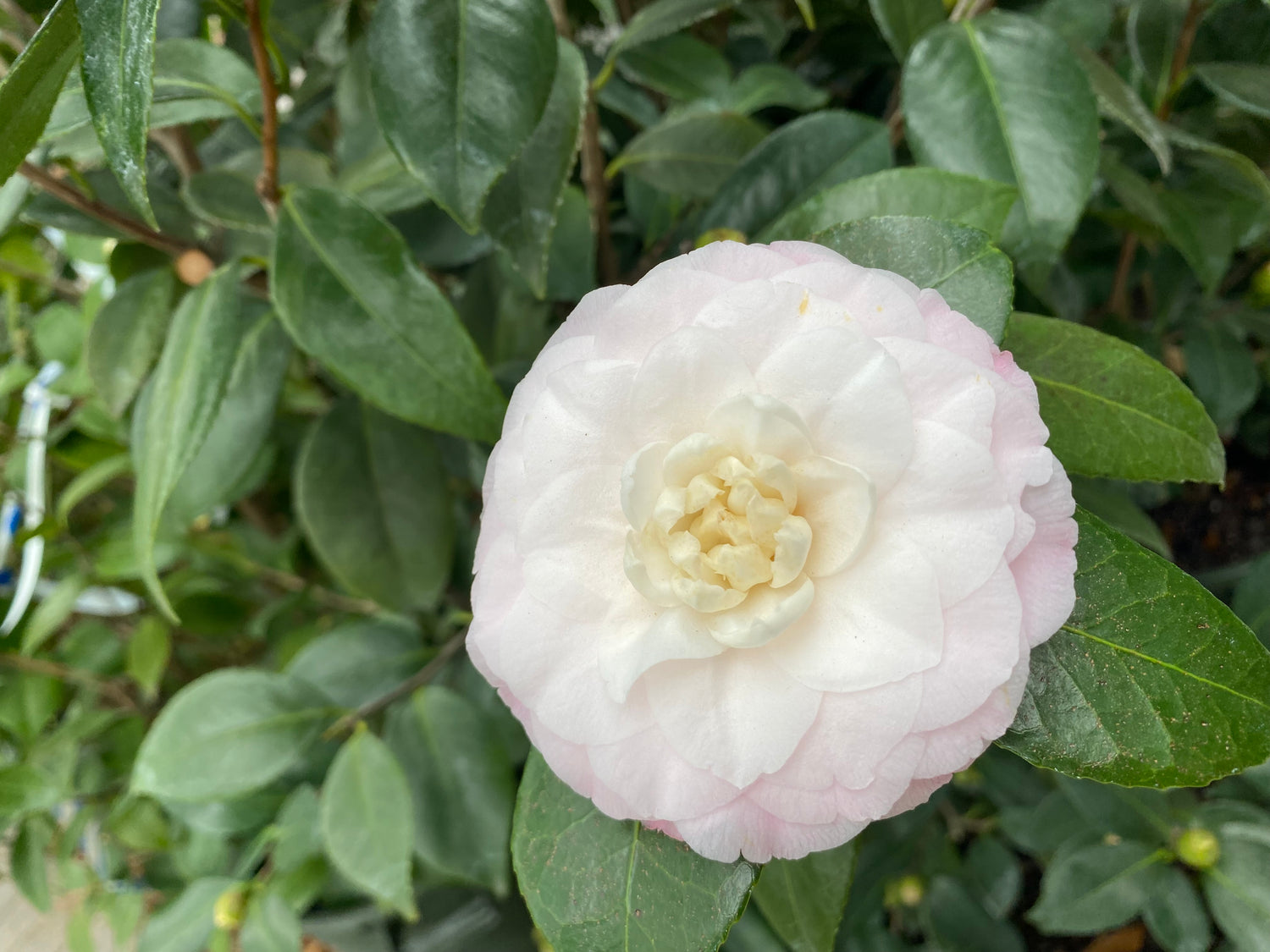 Camellias