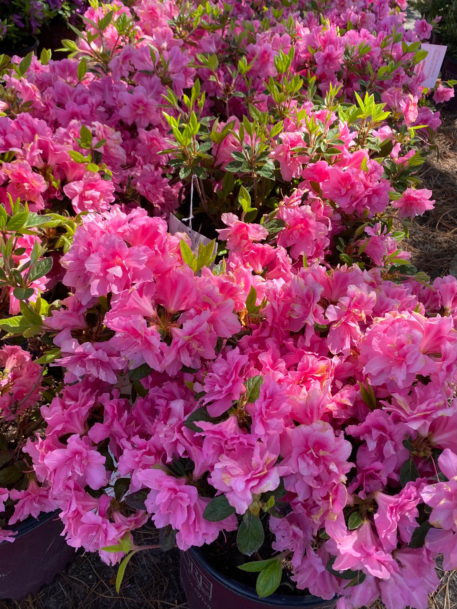 Autumn Carnation Azalea (Encore)