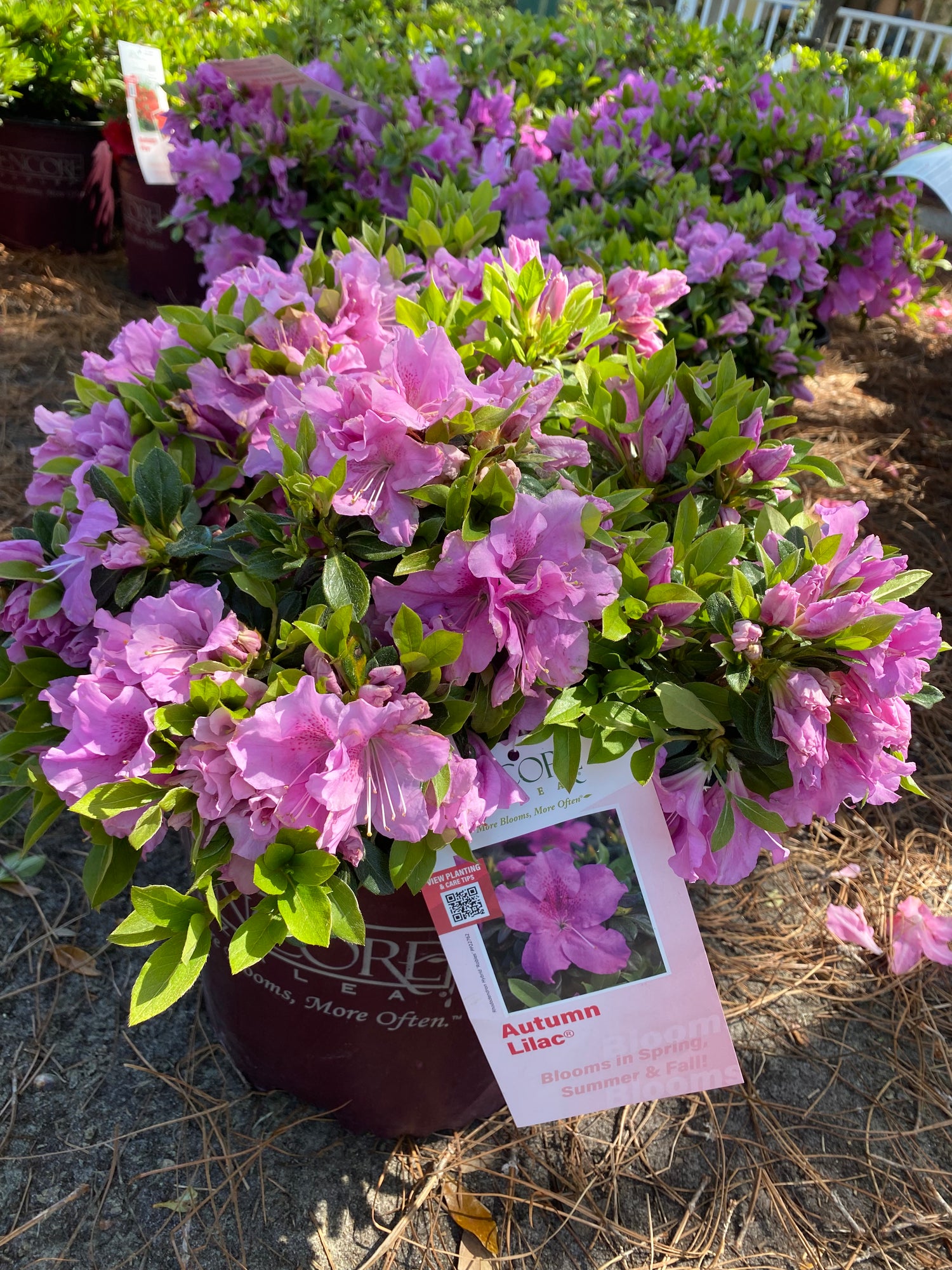 Autumn Lilac Azalea (Encore)